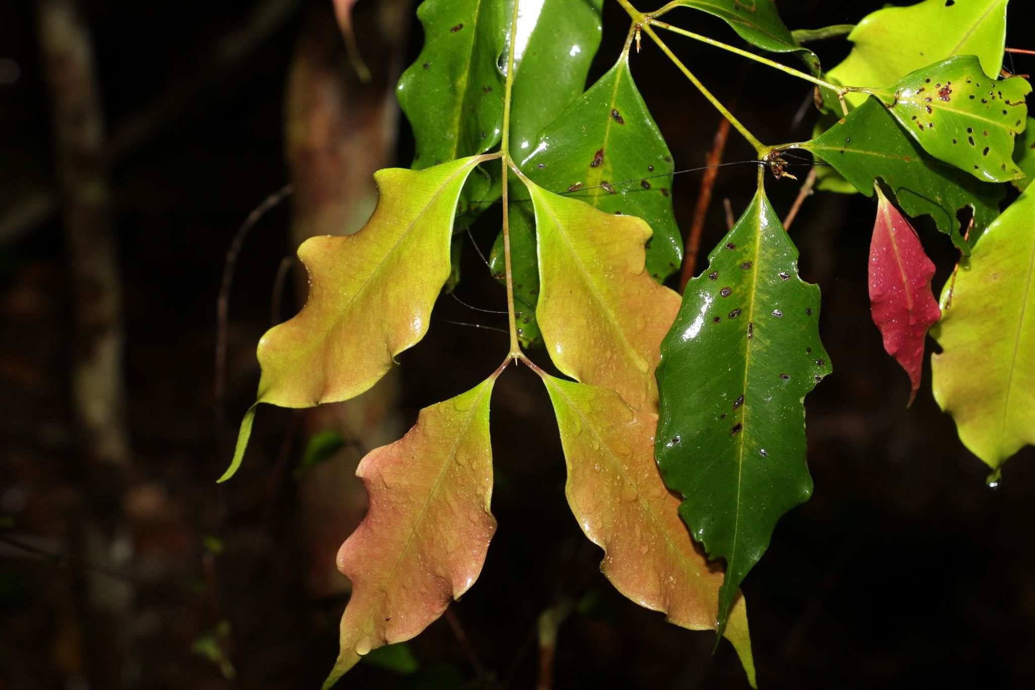Syzygium unipunctatum