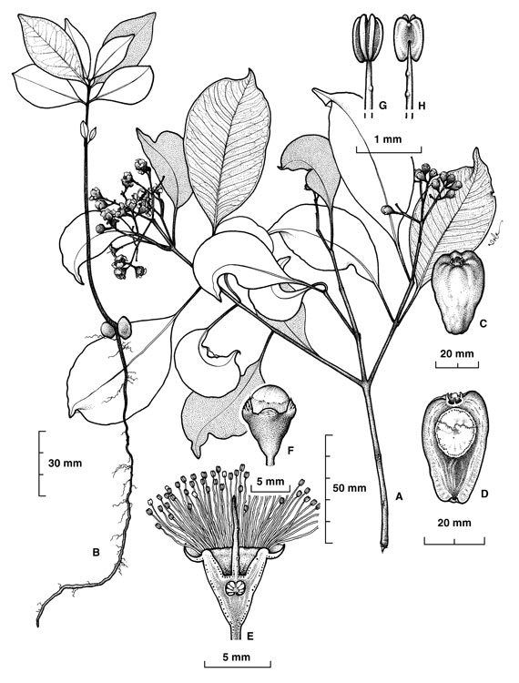 Syzygium velarum