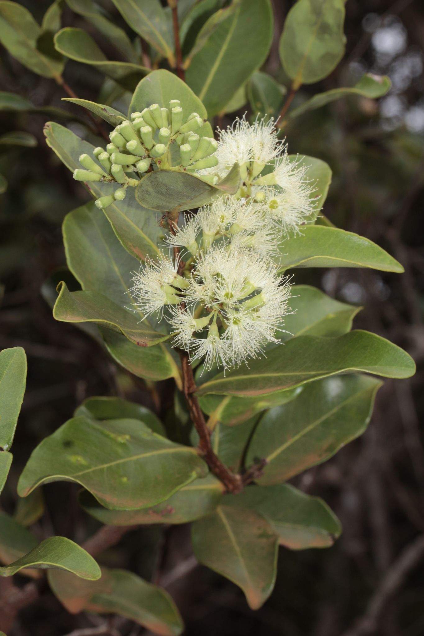 Syzygium wagapense