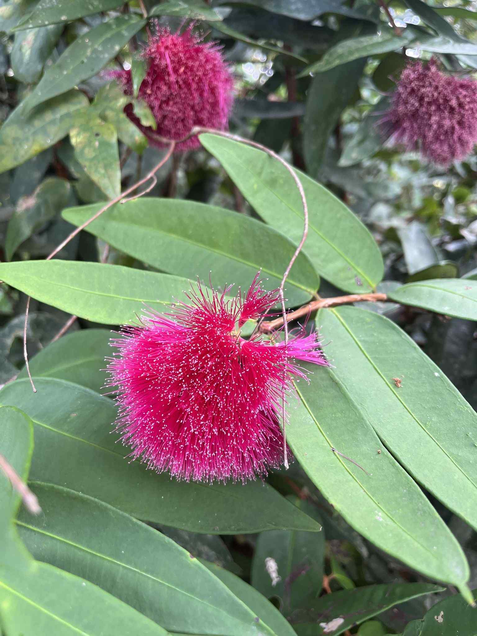 Syzygium wilsonii