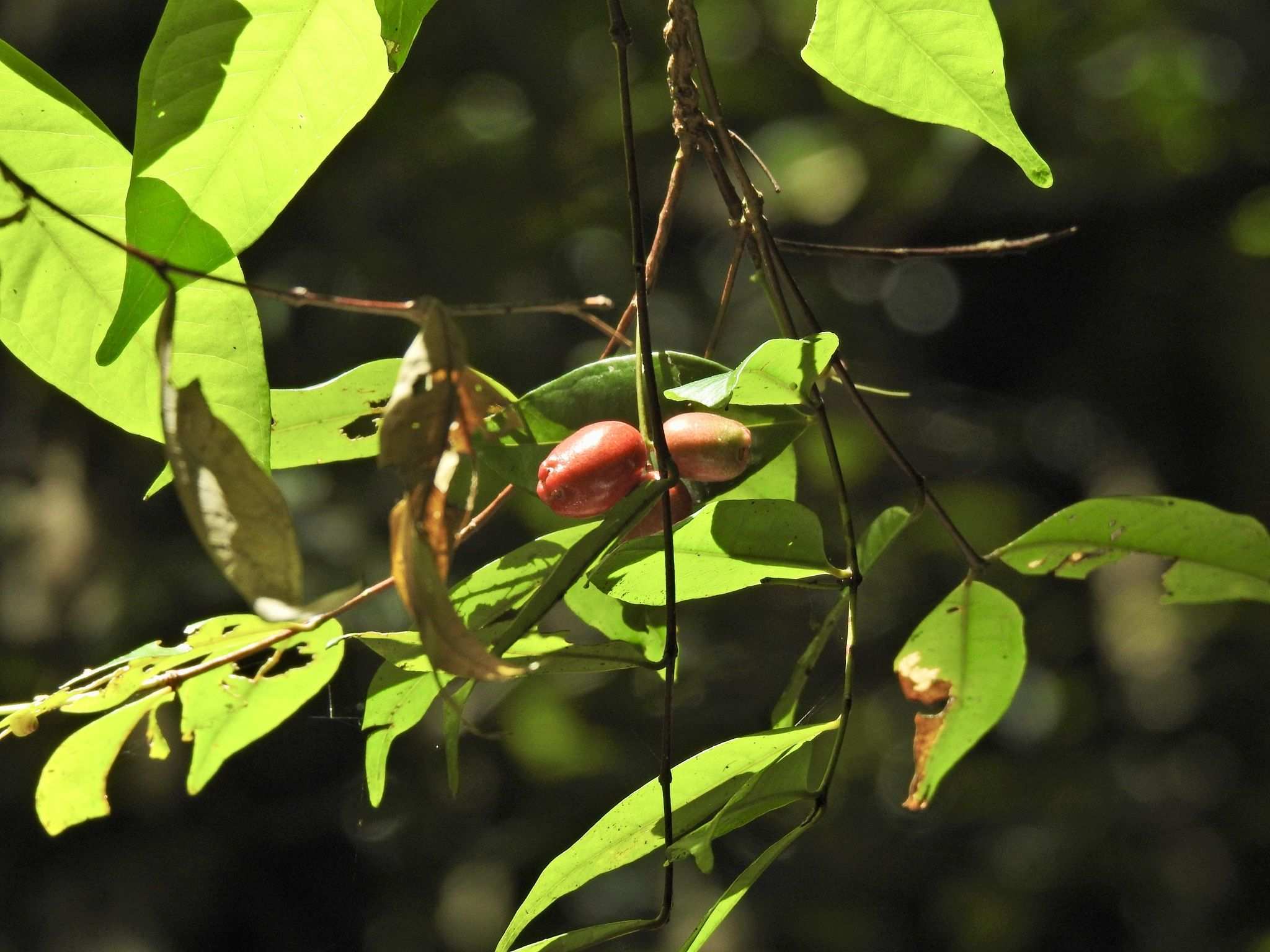 Syzygium xerampelinum