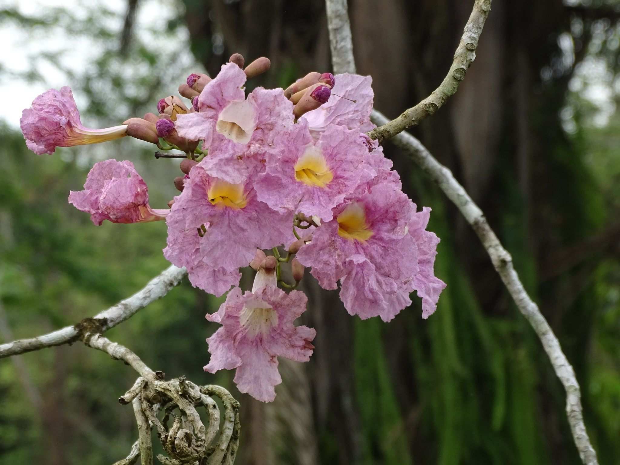 Tabebuia