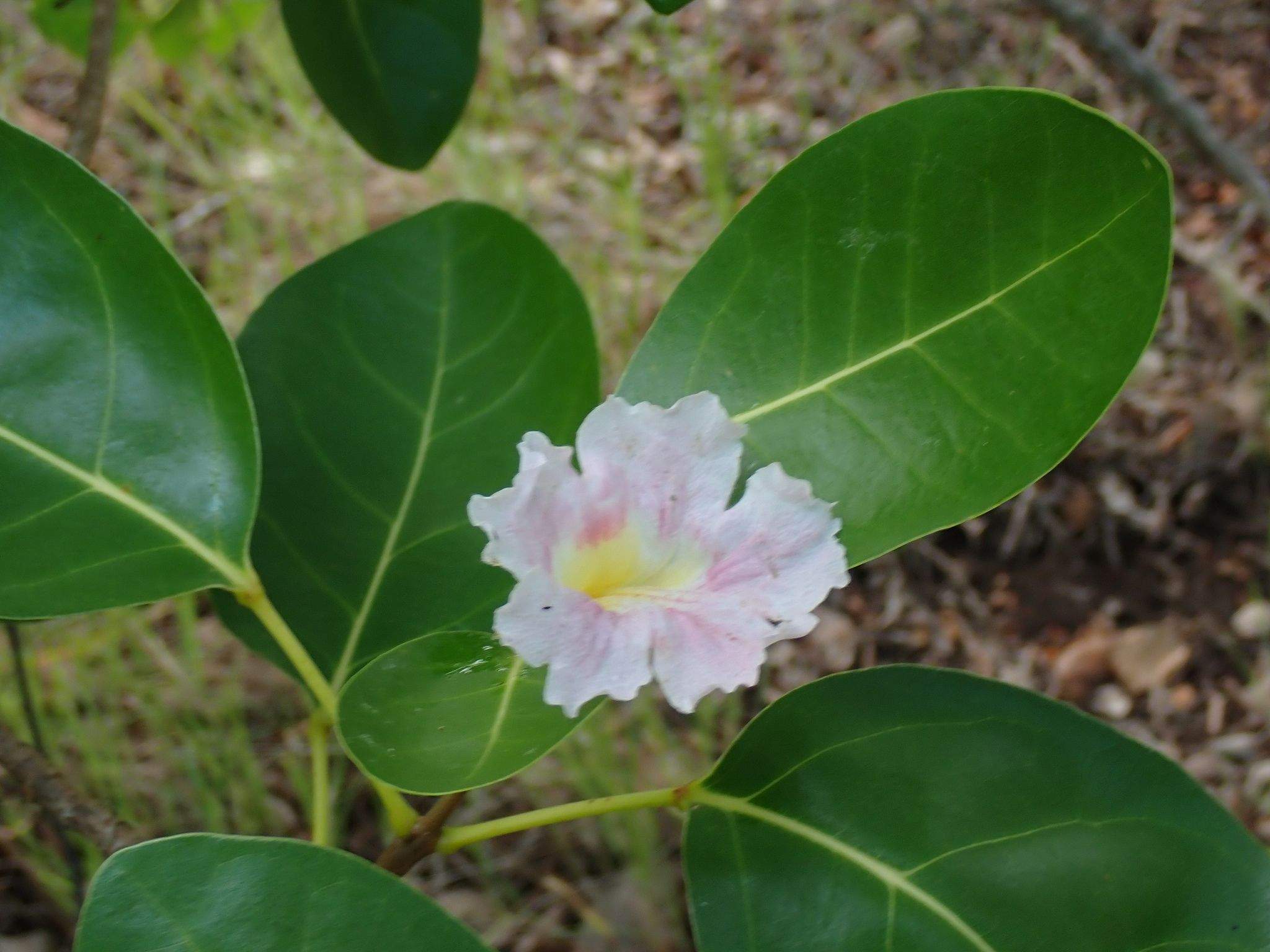 Tabebuia pallida
