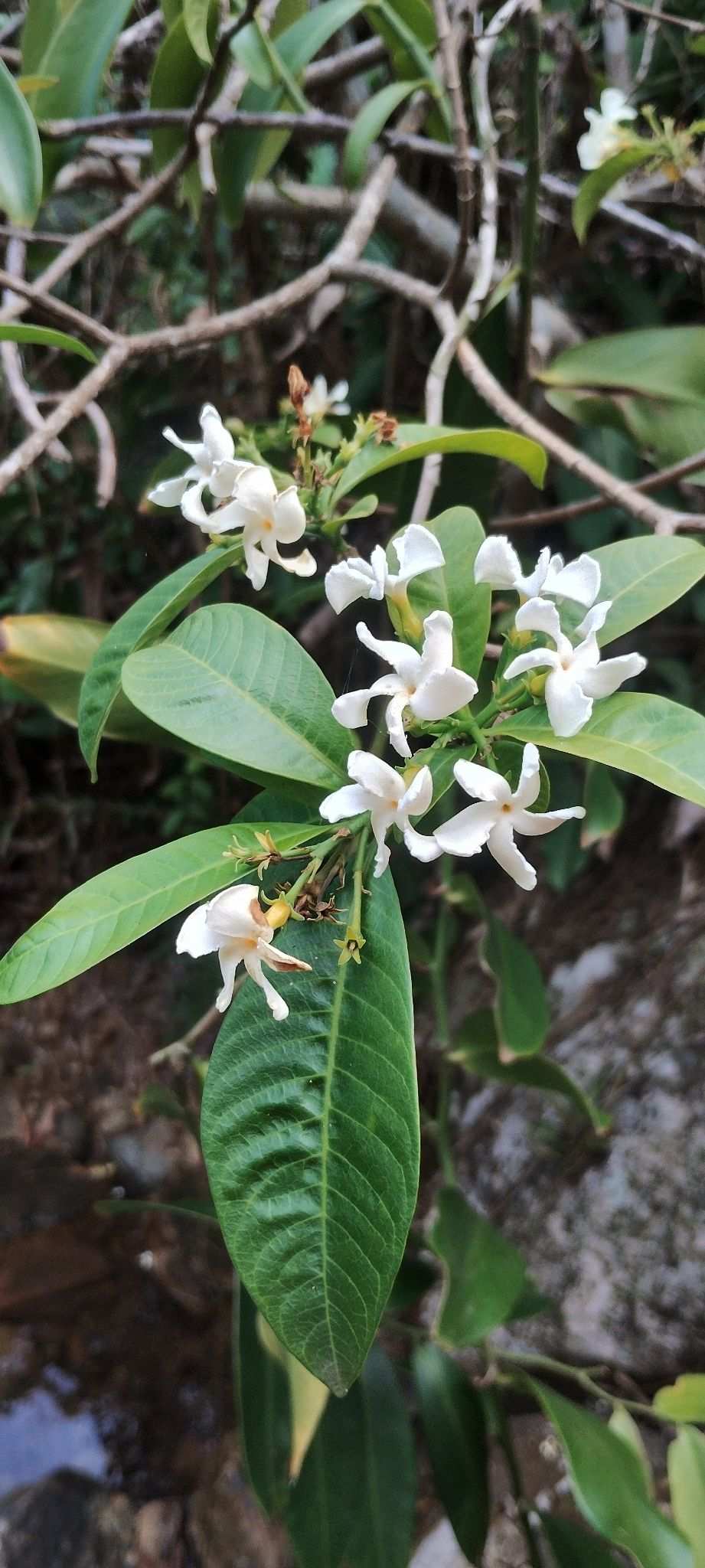 Tabernaemontana catharinensis
