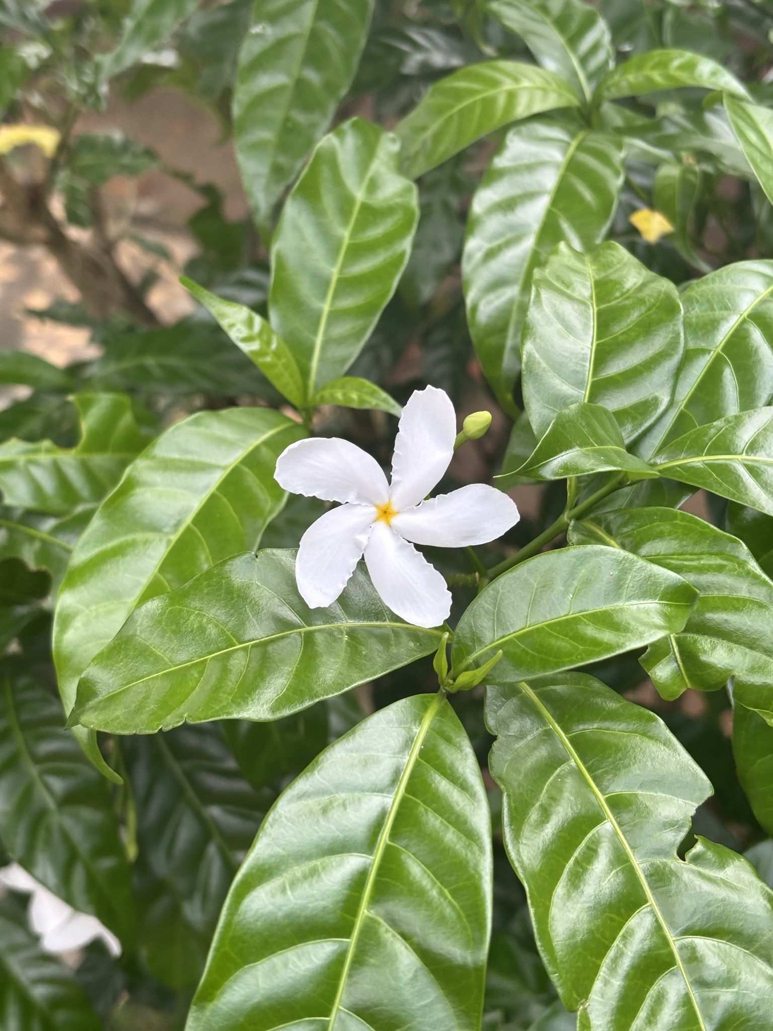 Tabernaemontana divaricata