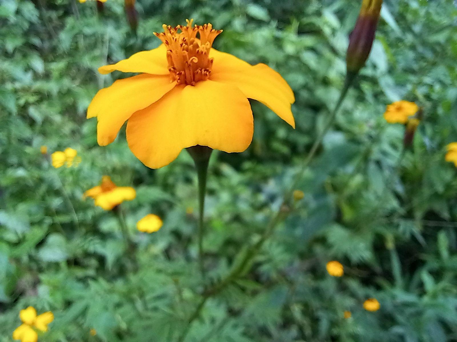 Tagetes erecta