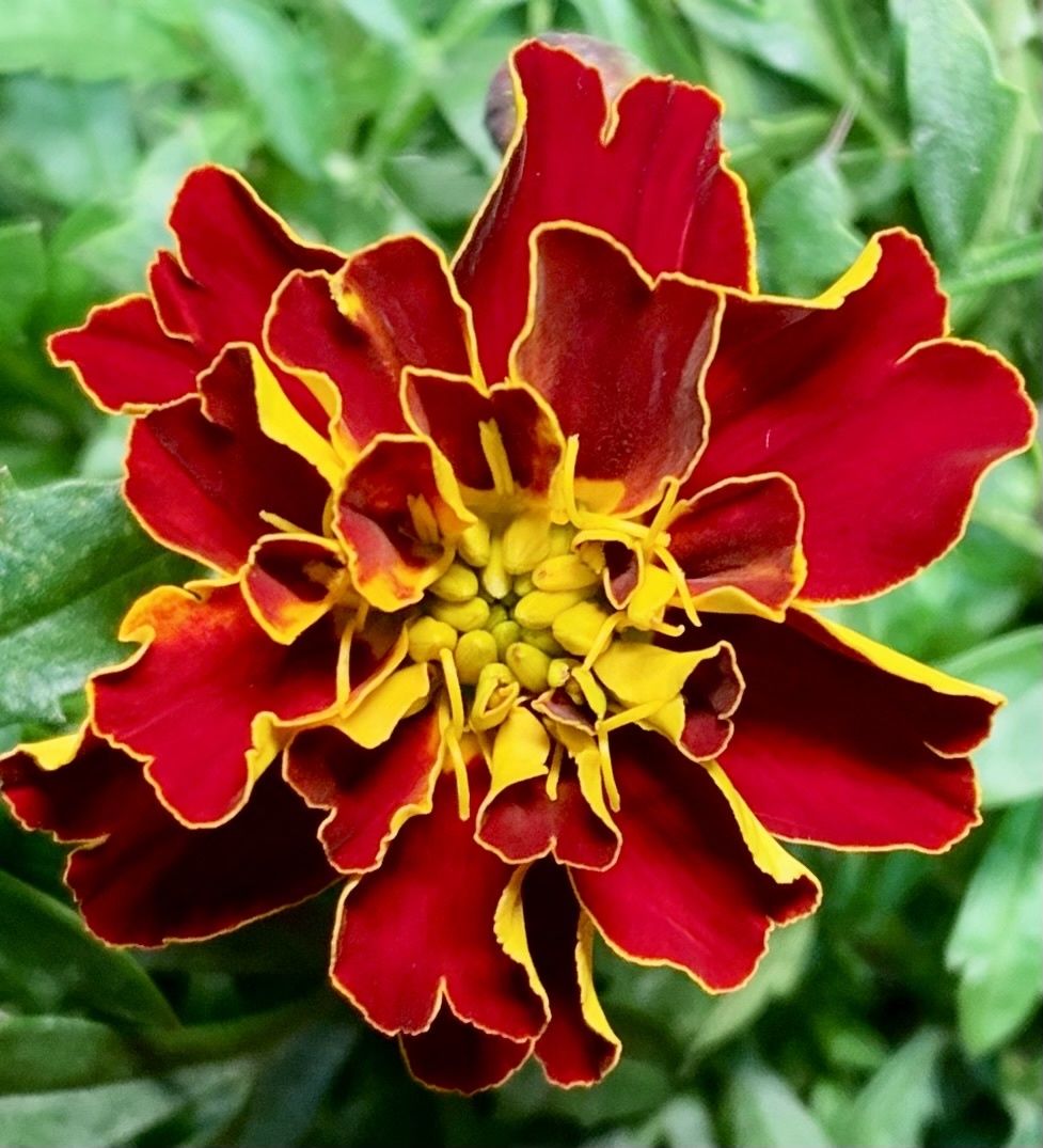 Tagetes patula