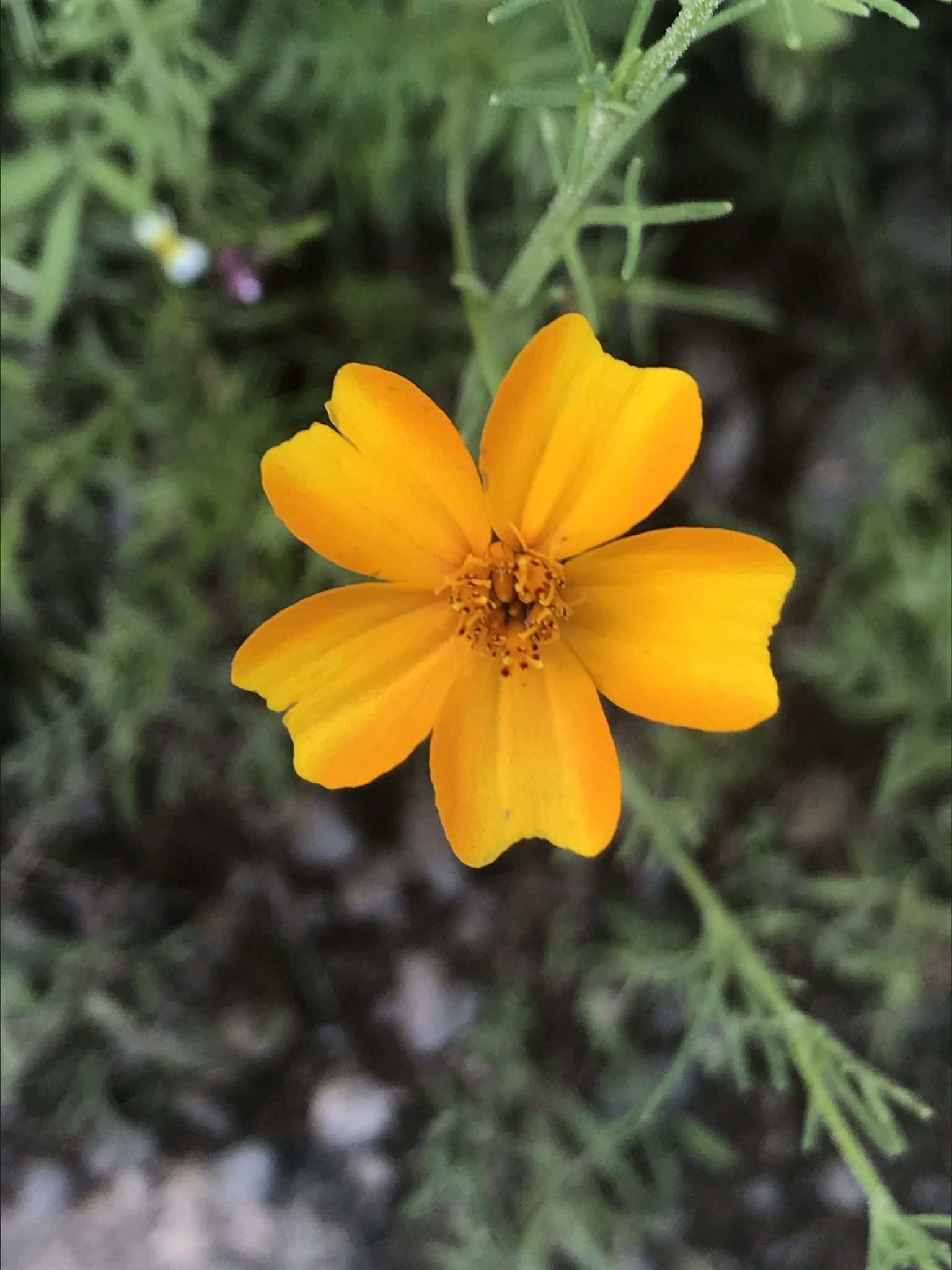 Tagetes tenuifolia