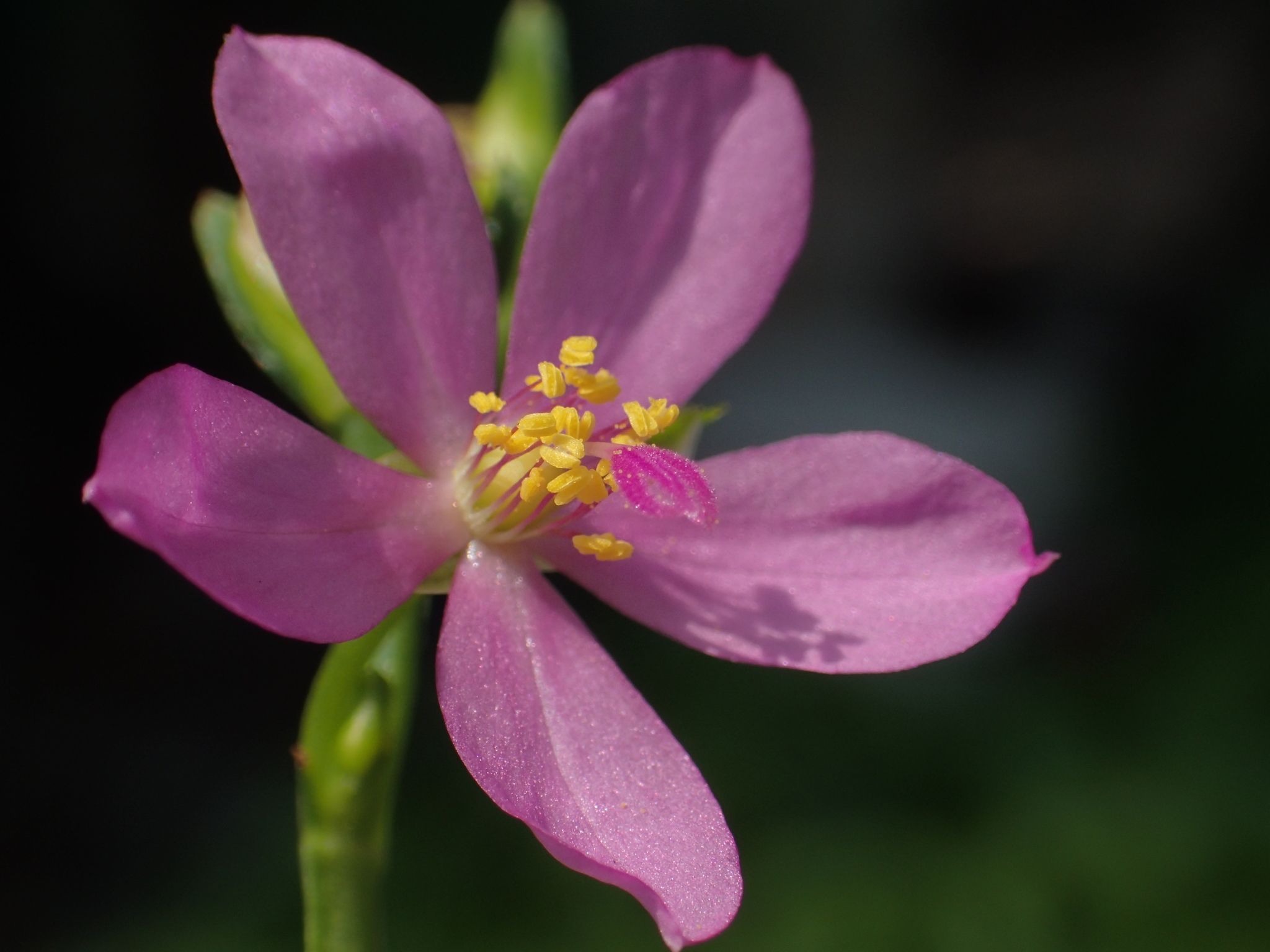 Talinum fruticosum