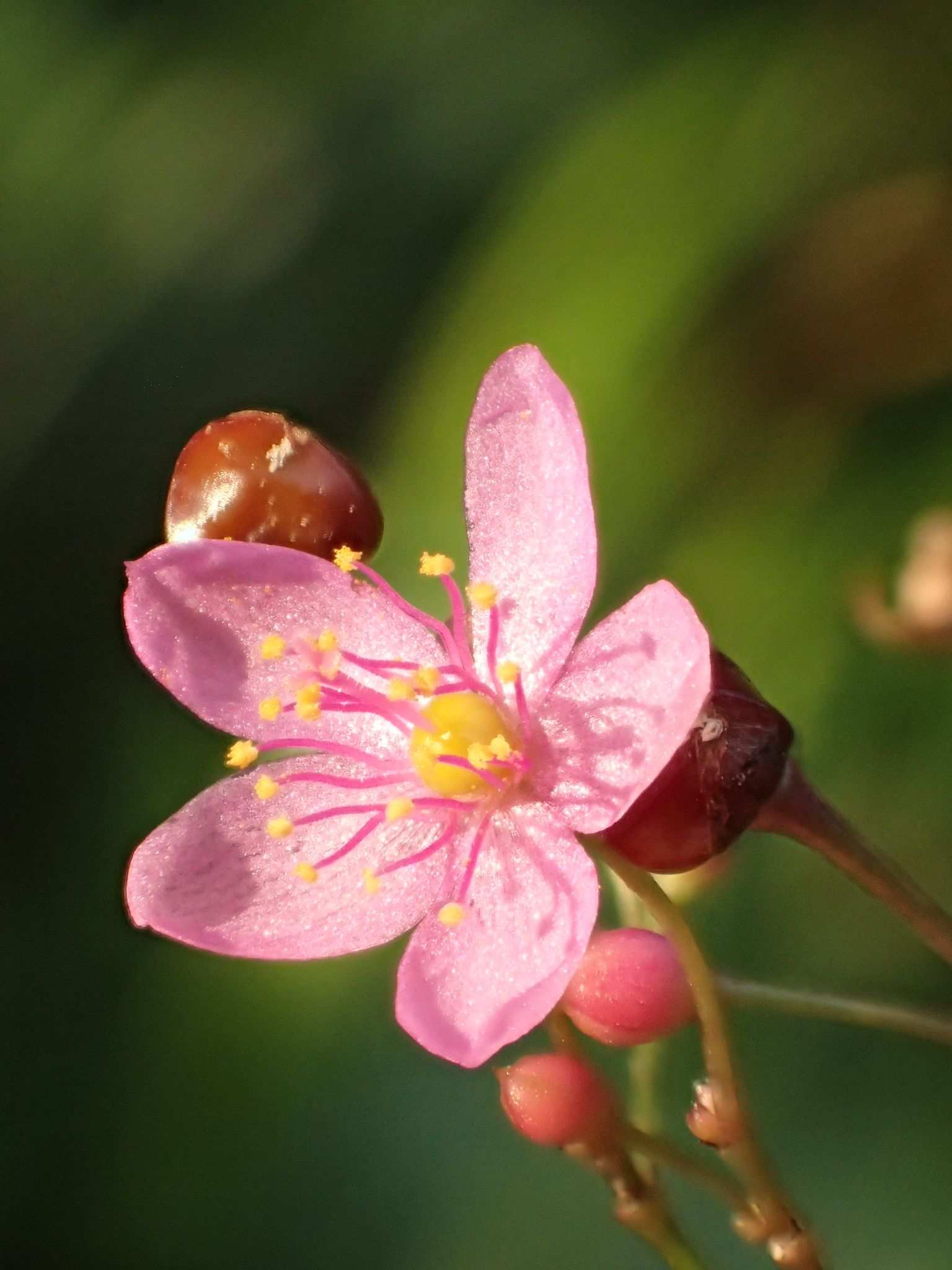 Talinum paniculatum