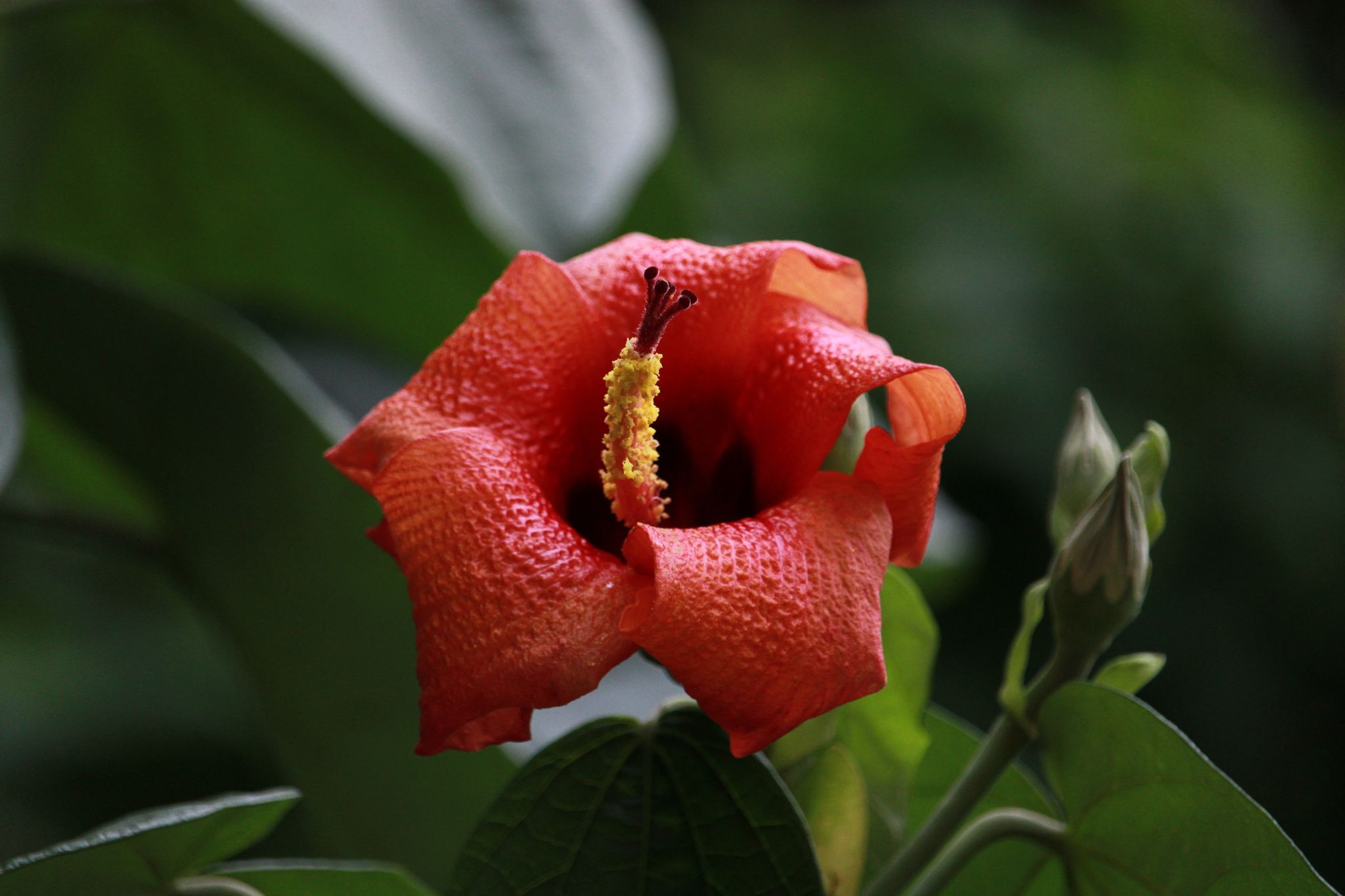 Talipariti elatum