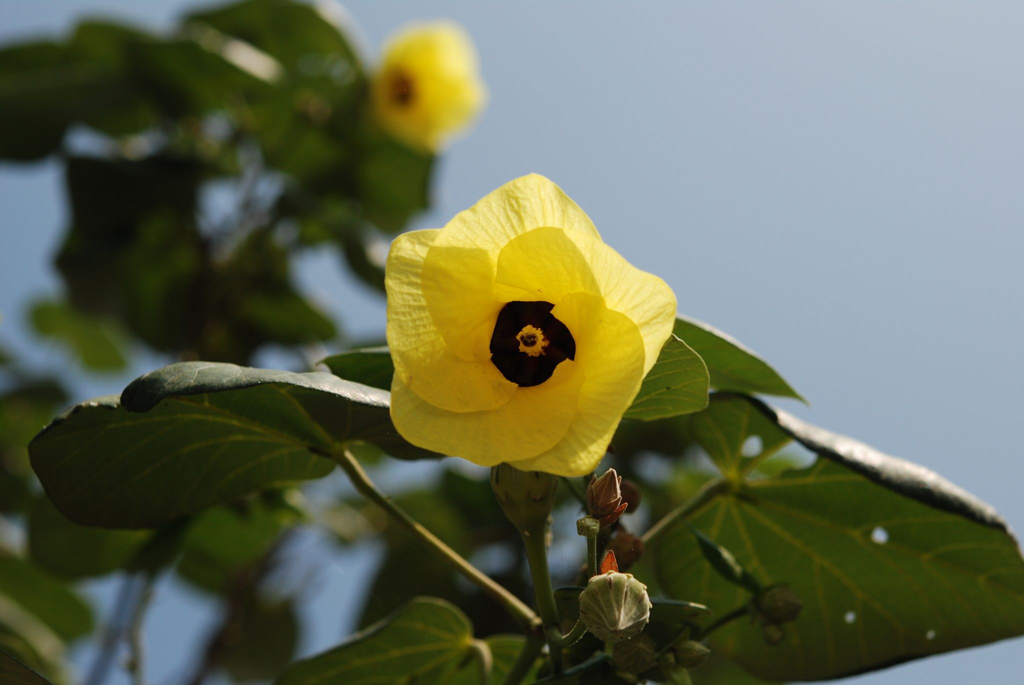 Talipariti tiliaceum