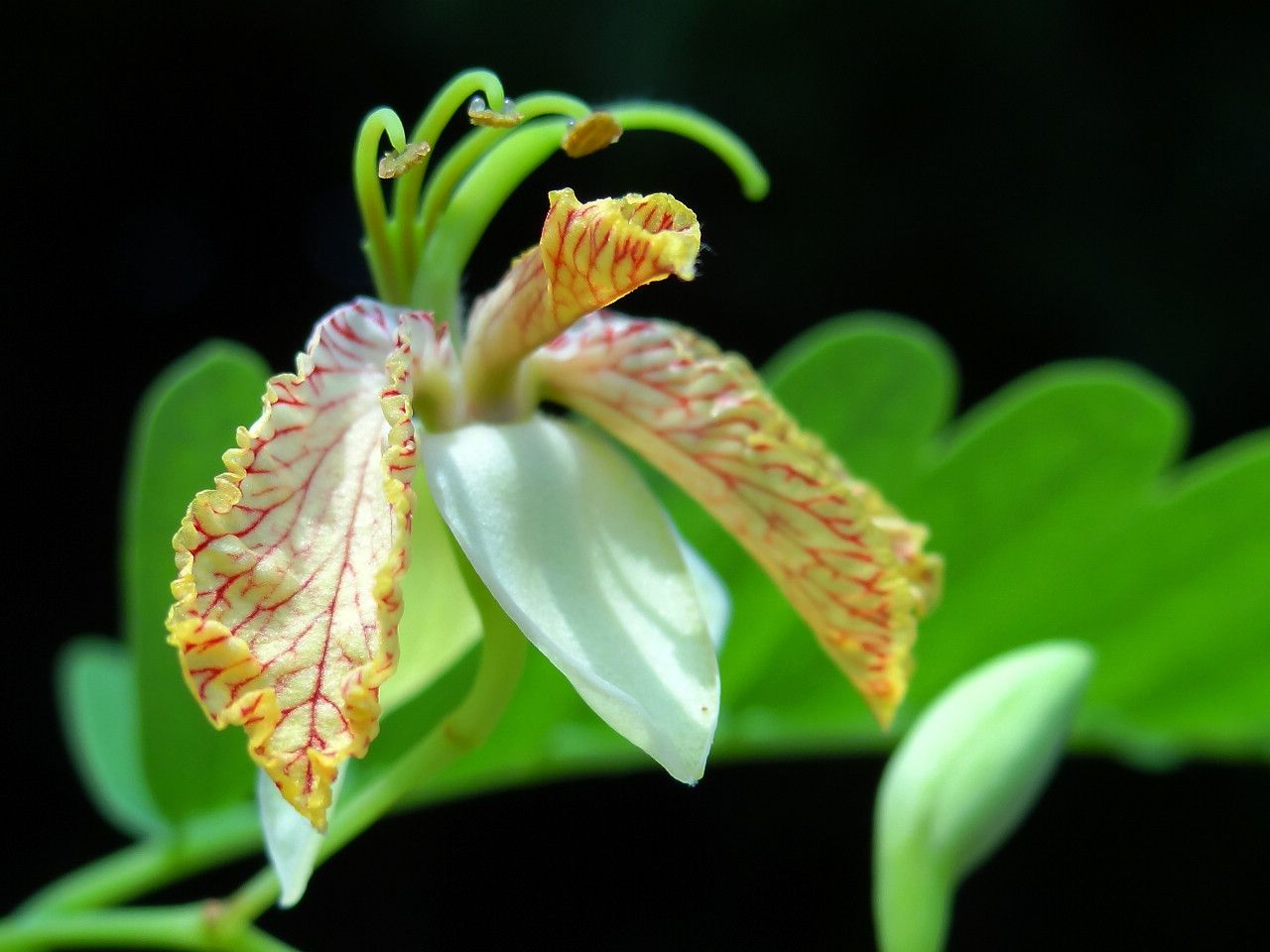 Tamarindus indica