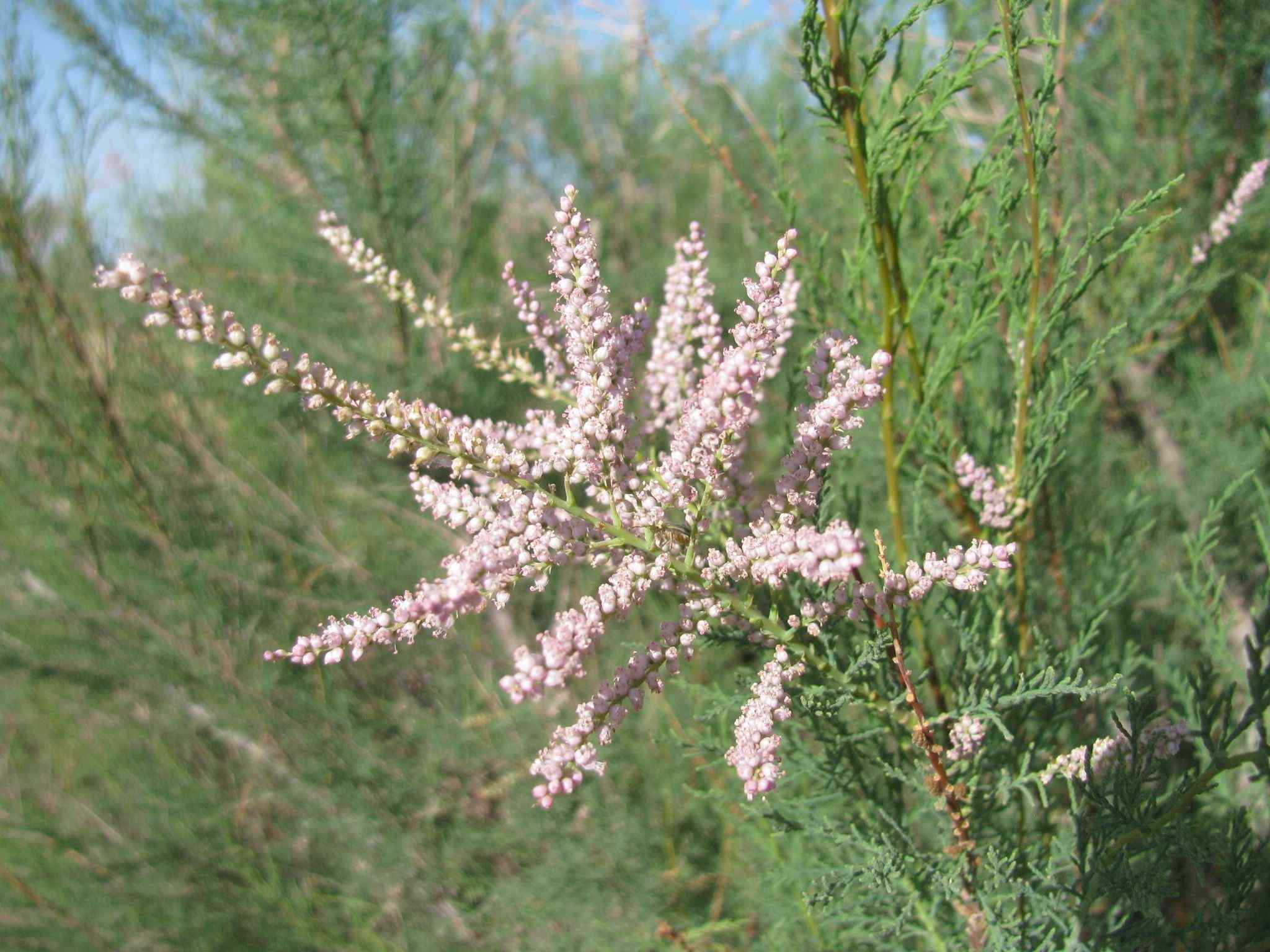 Tamarix