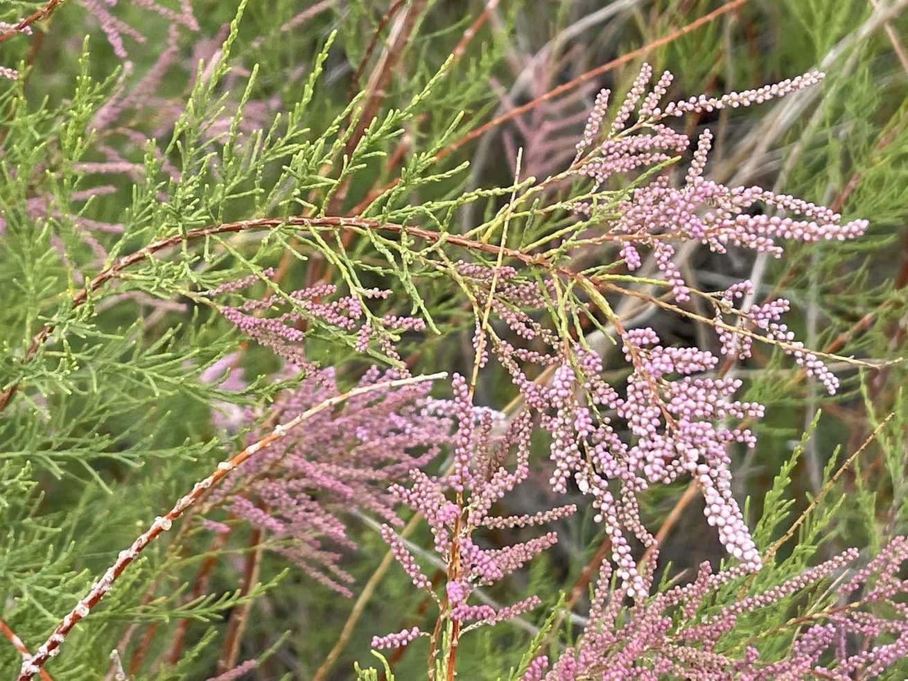 Tamarix chinensis