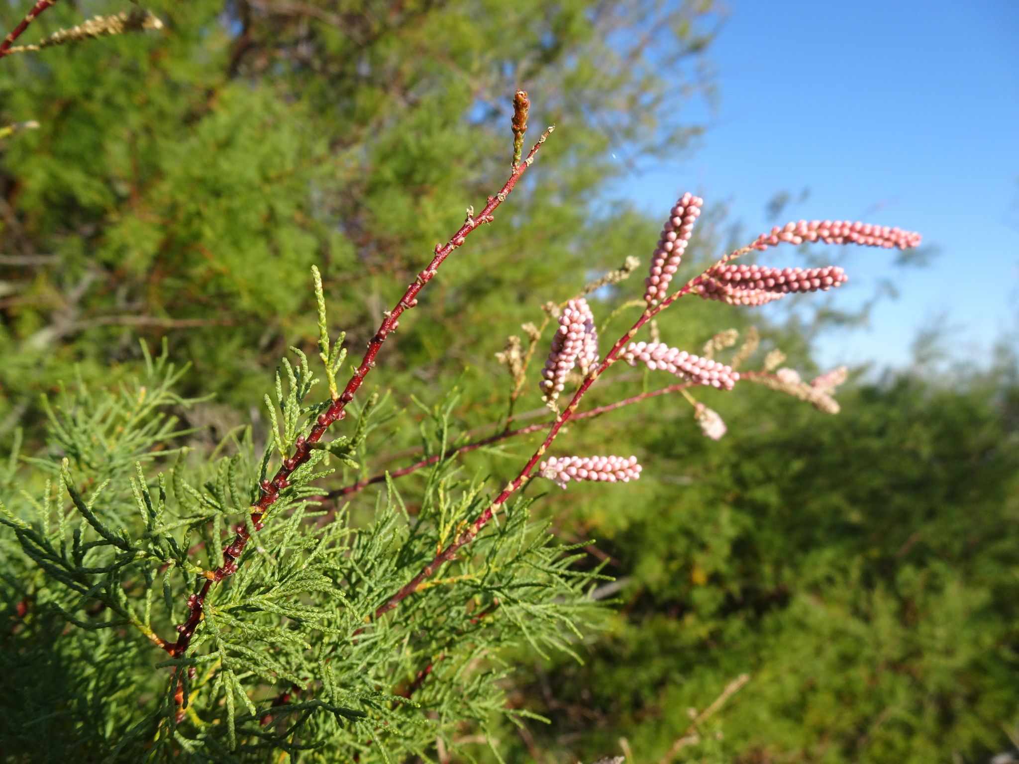 Tamarix gallica