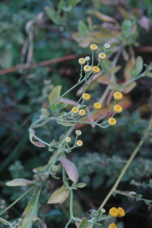 Tanacetum balsamita