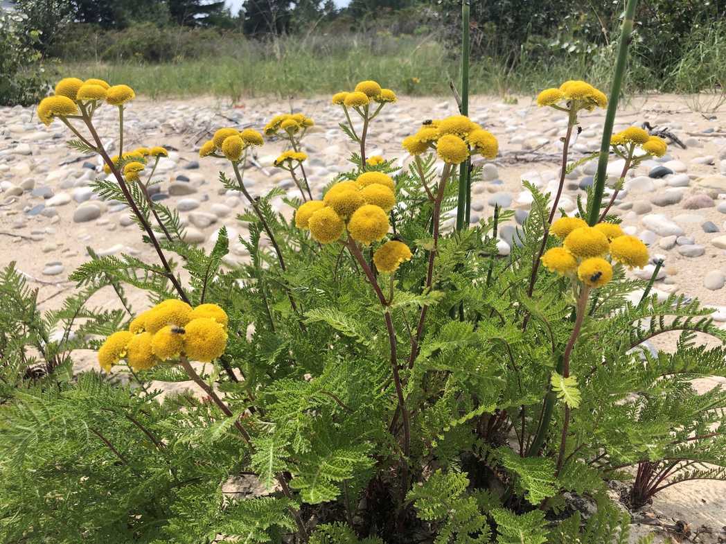 Tanacetum bipinnatum