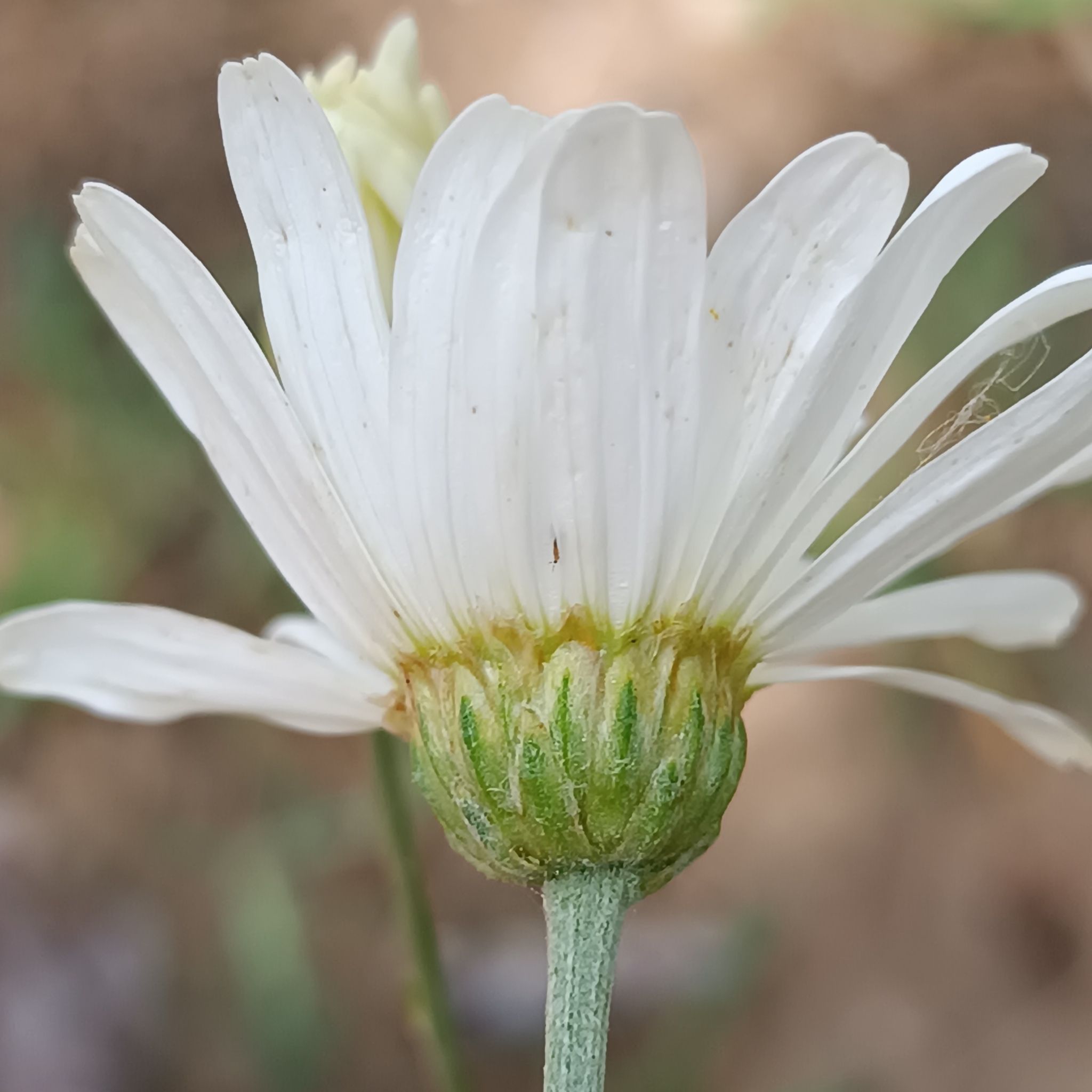 Tanacetum cinerariifolium