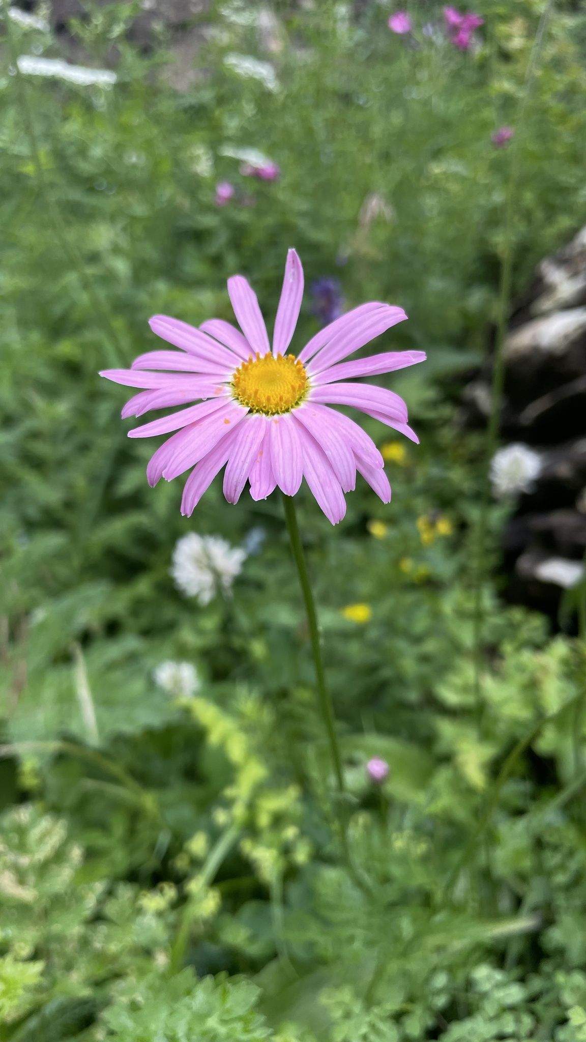 Tanacetum coccineum