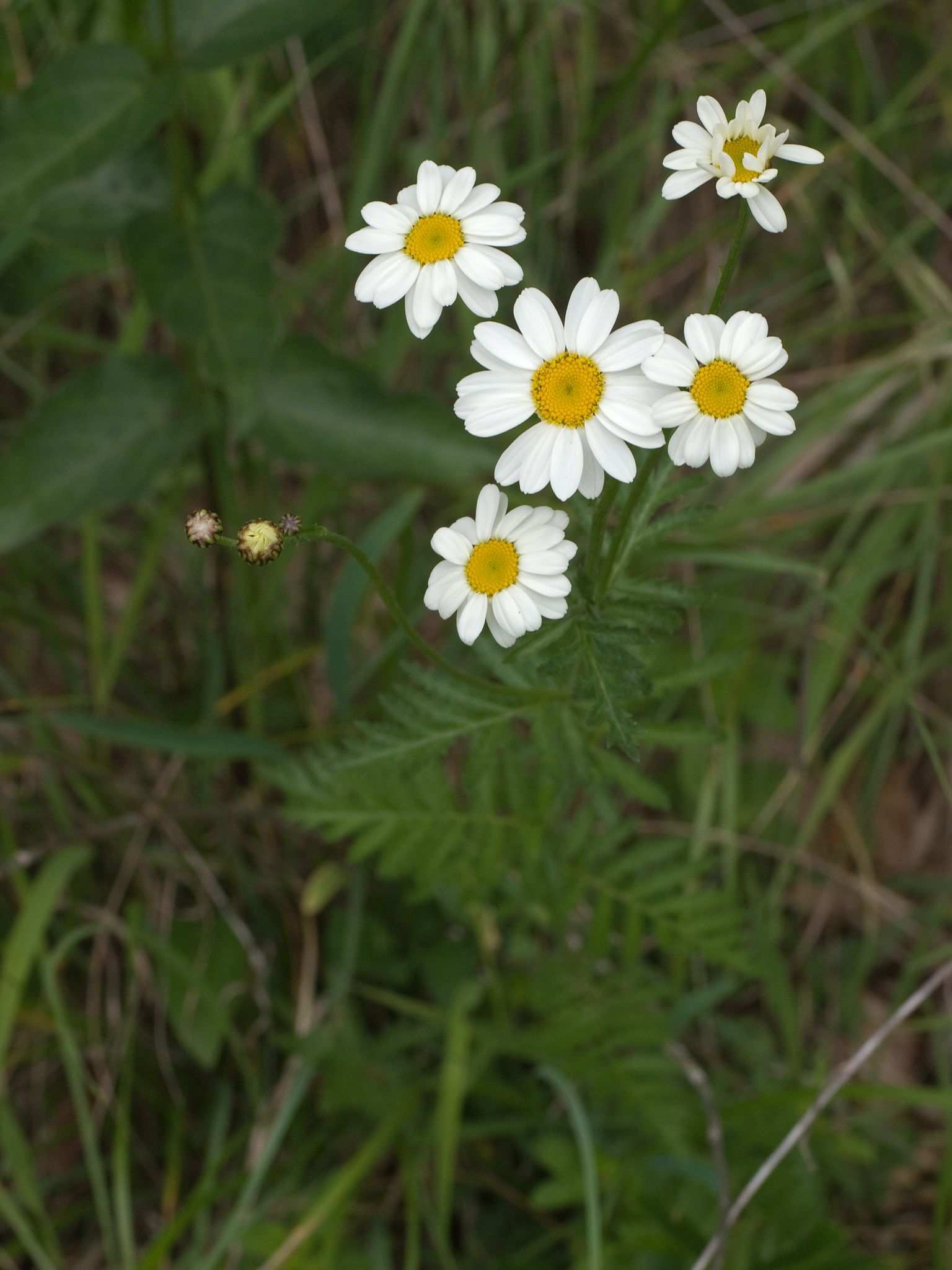 Tanacetum corymbosum