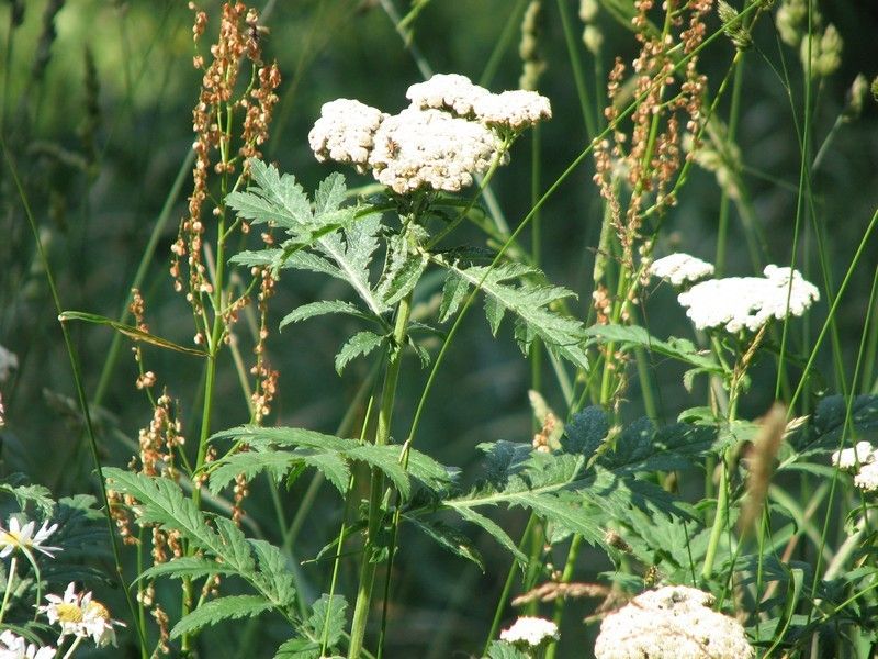 Tanacetum macrophyllum
