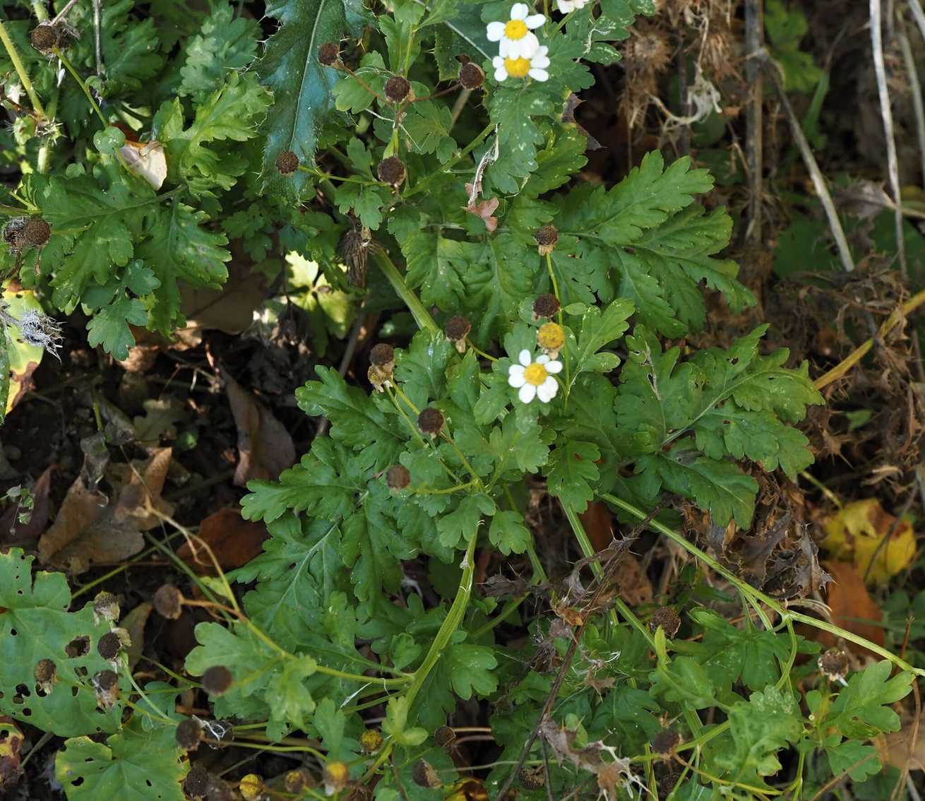 Tanacetum parthenium