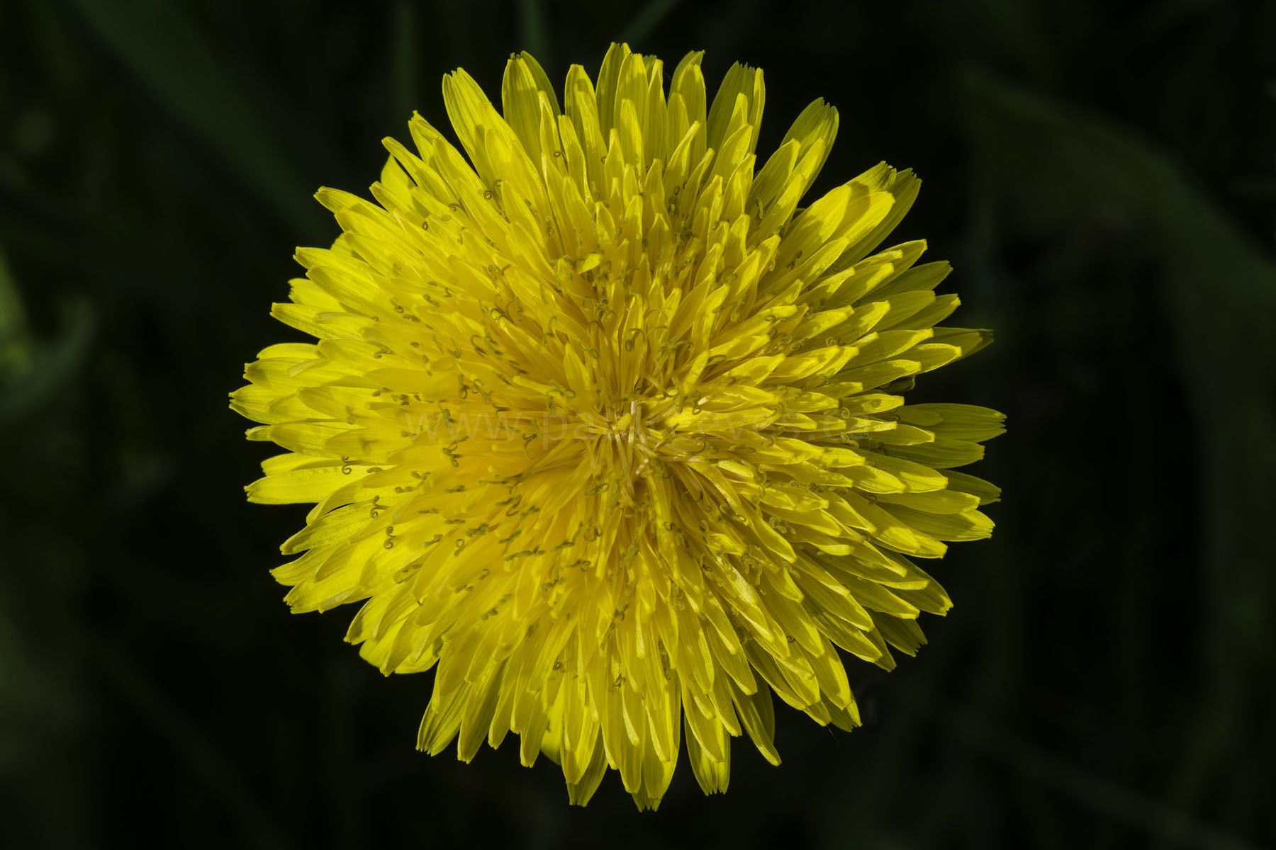 Taraxacum
