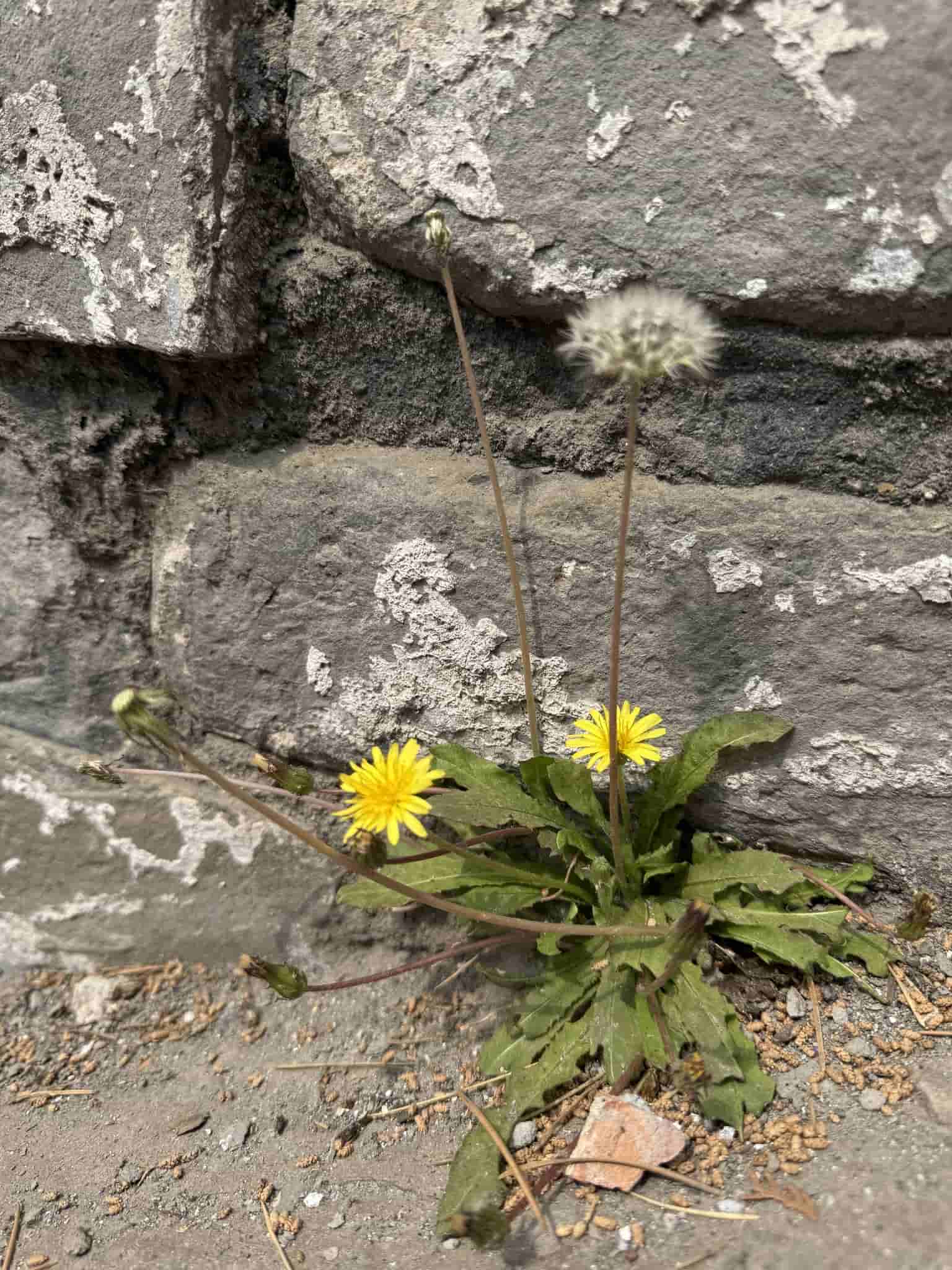 Taraxacum mongolicum