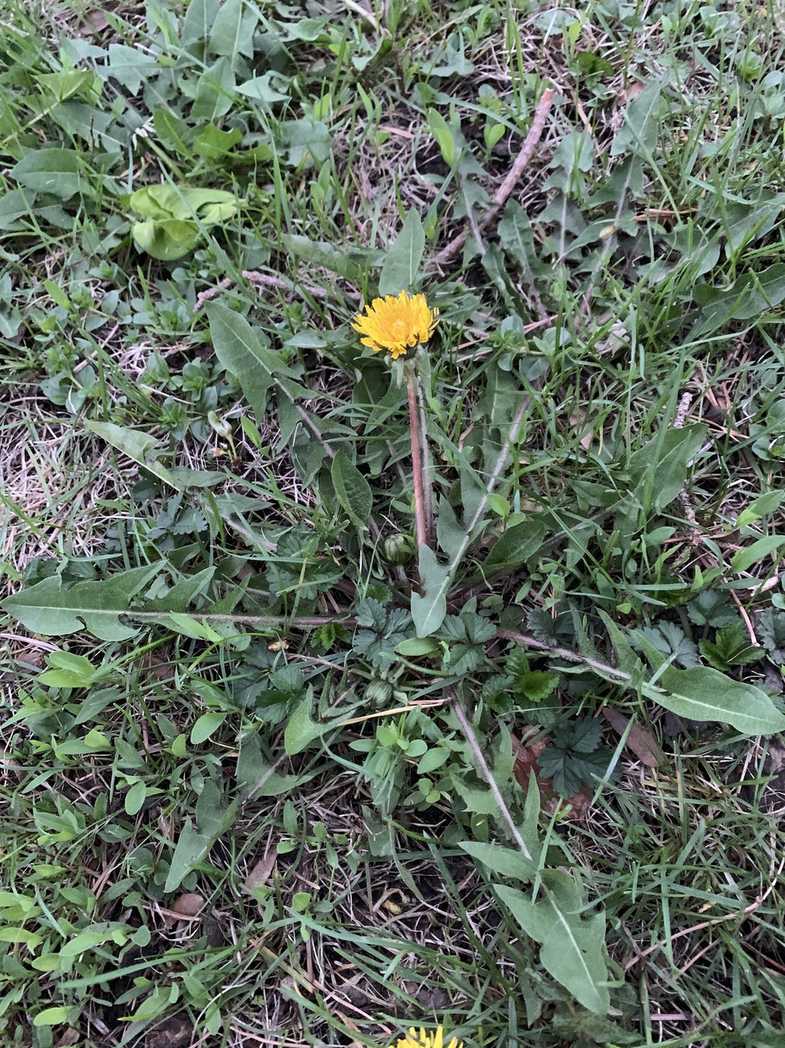 Taraxacum sp.
