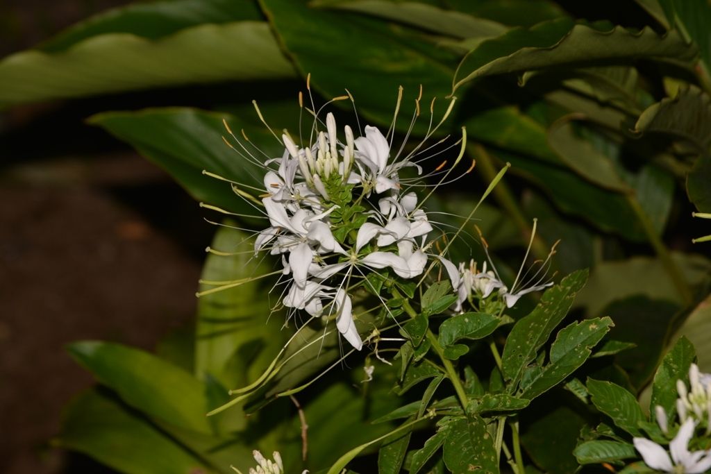 Tarenaya spinosa