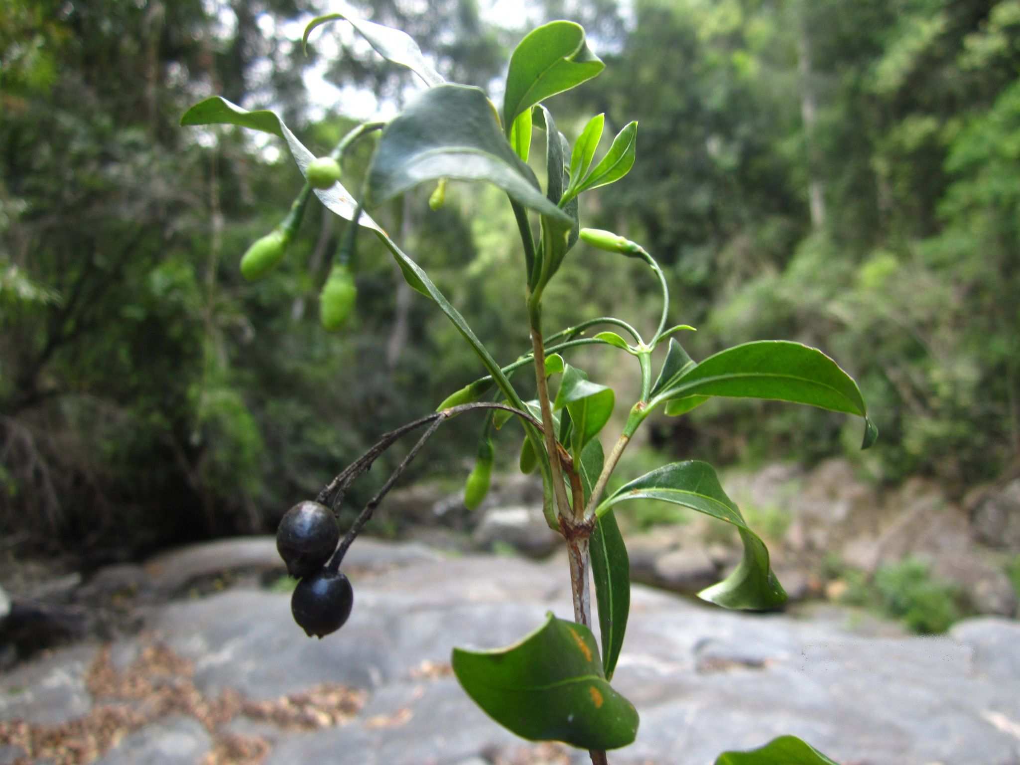 Tarenna alleizettei