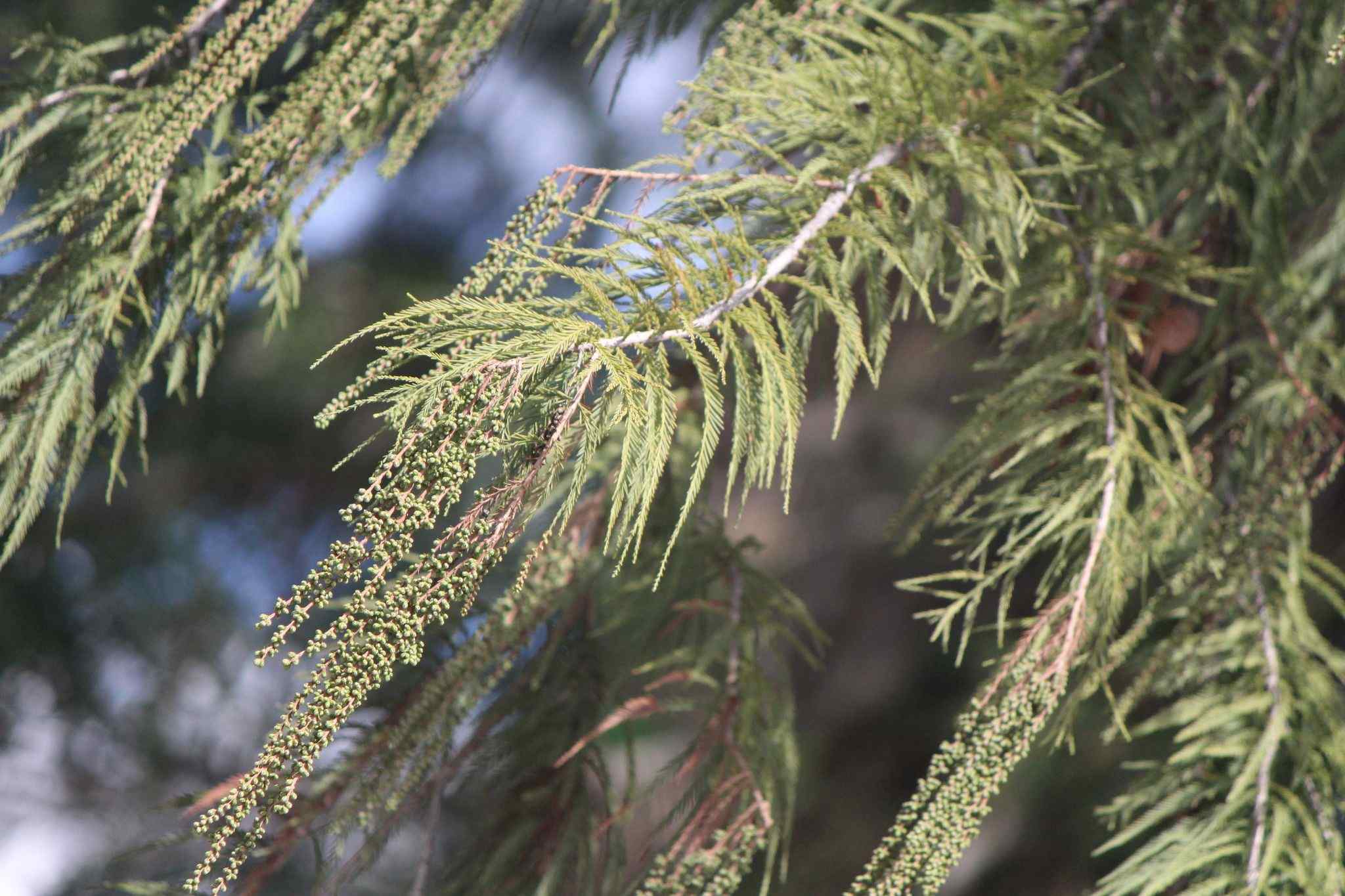 Taxodium mucronatum