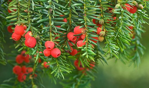 Taxus
