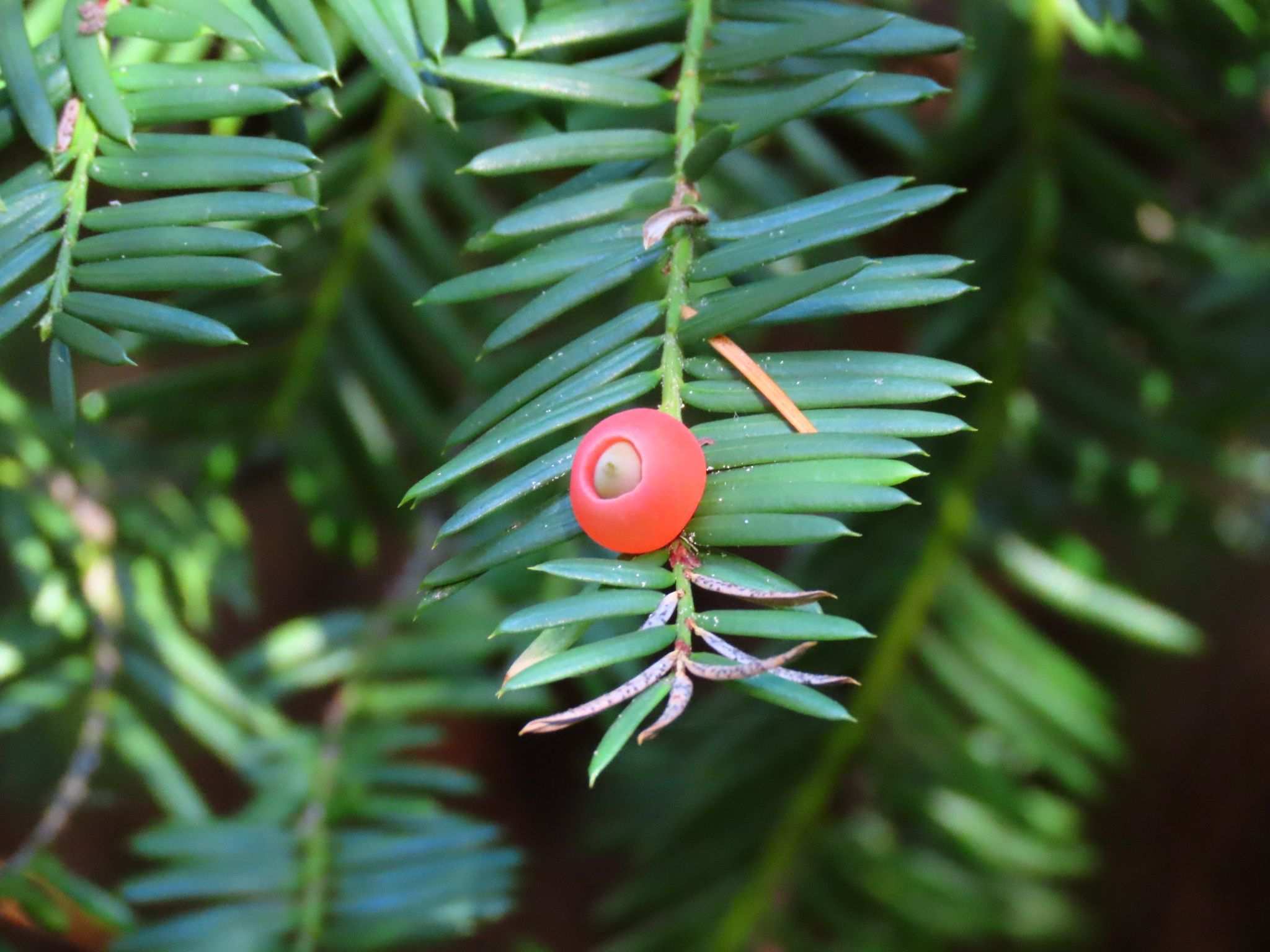 Taxus brevifolia