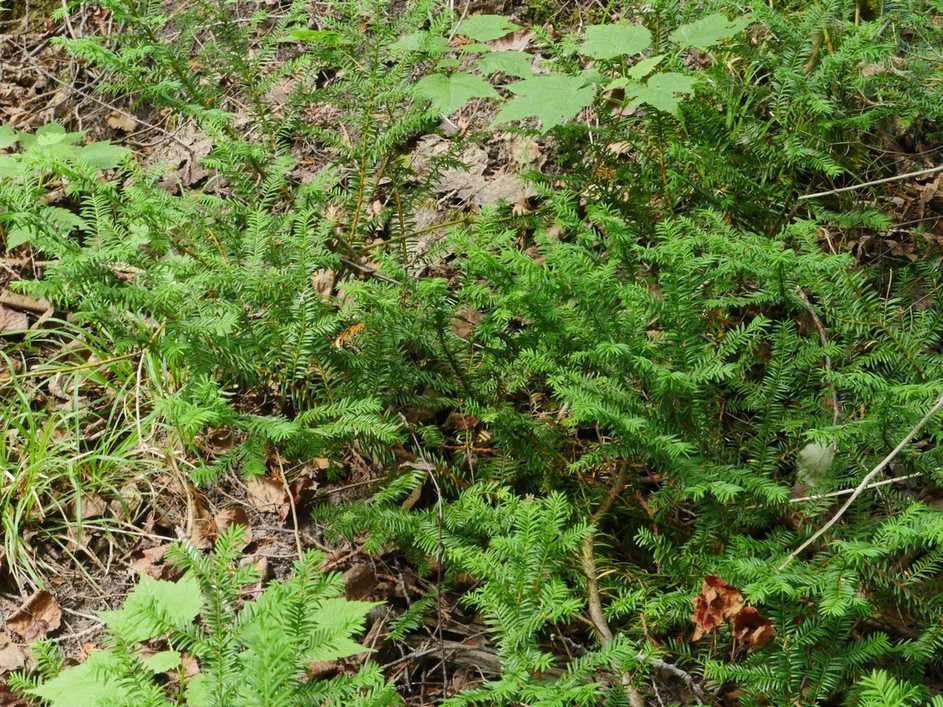 Taxus canadensis