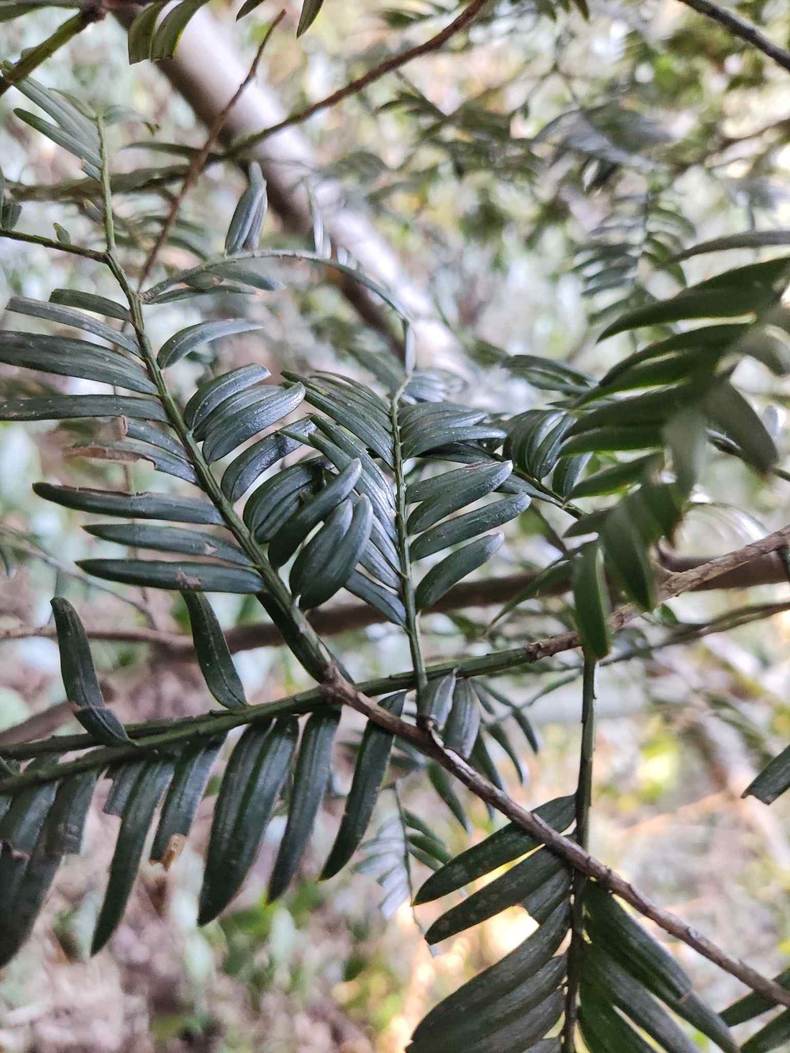Taxus chinensis