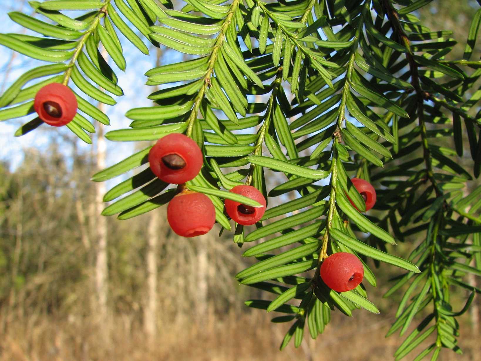 Taxus cuspidata