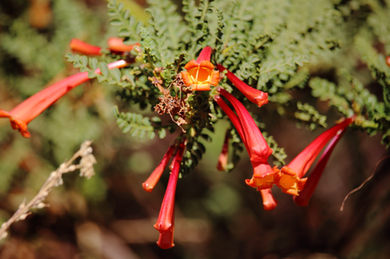 Tecoma fulva