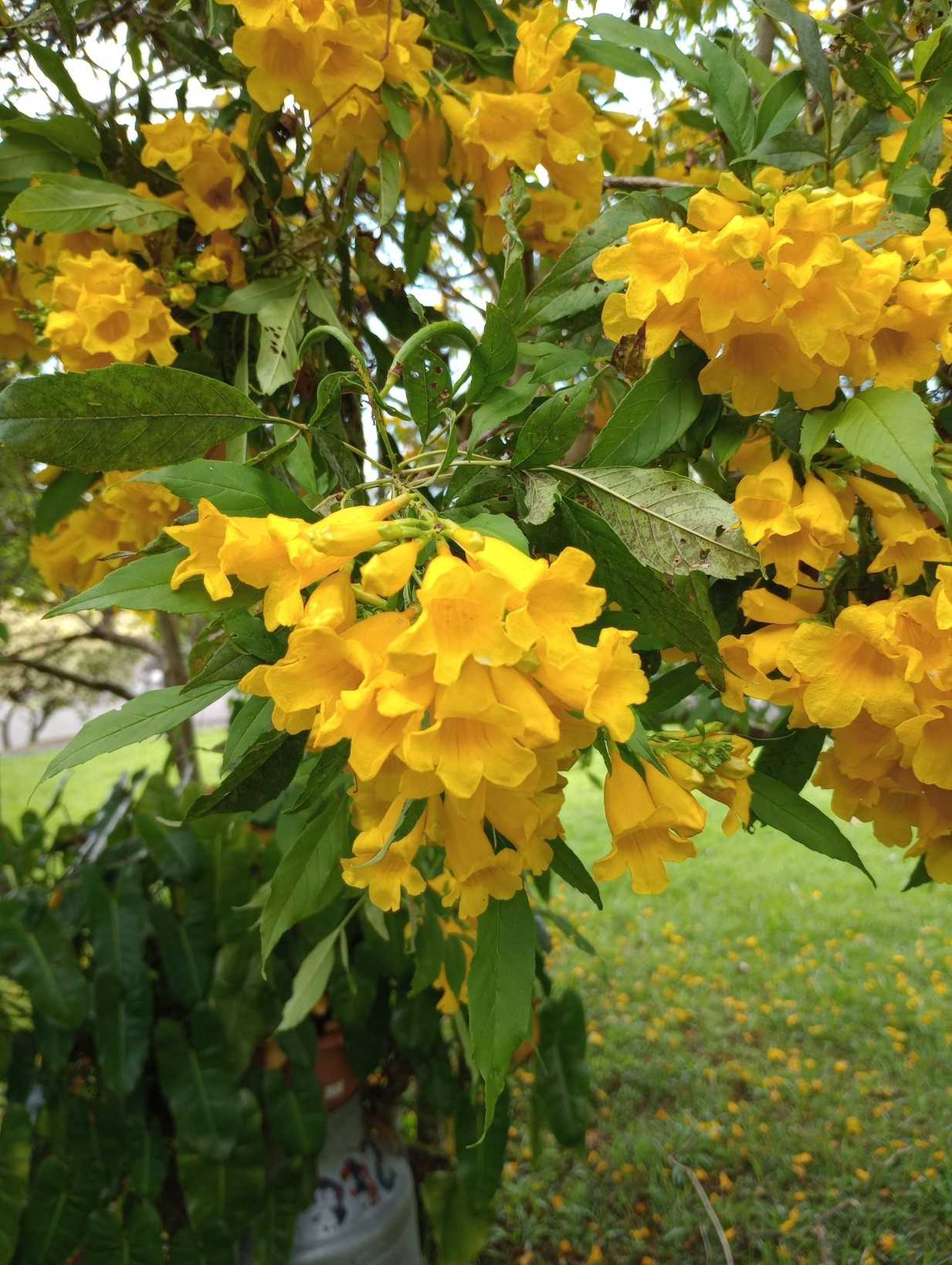 Tecoma stans