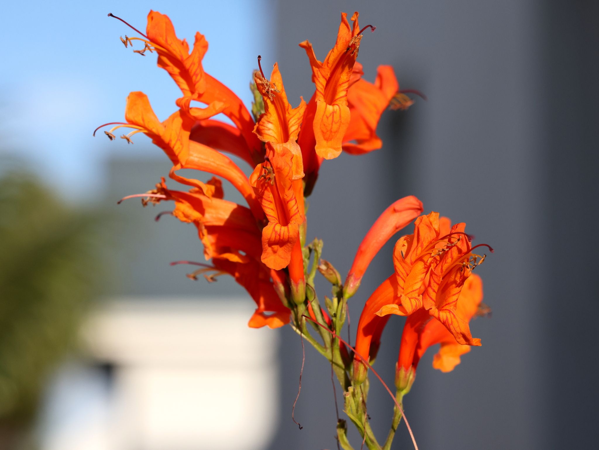 Tecomaria capensis