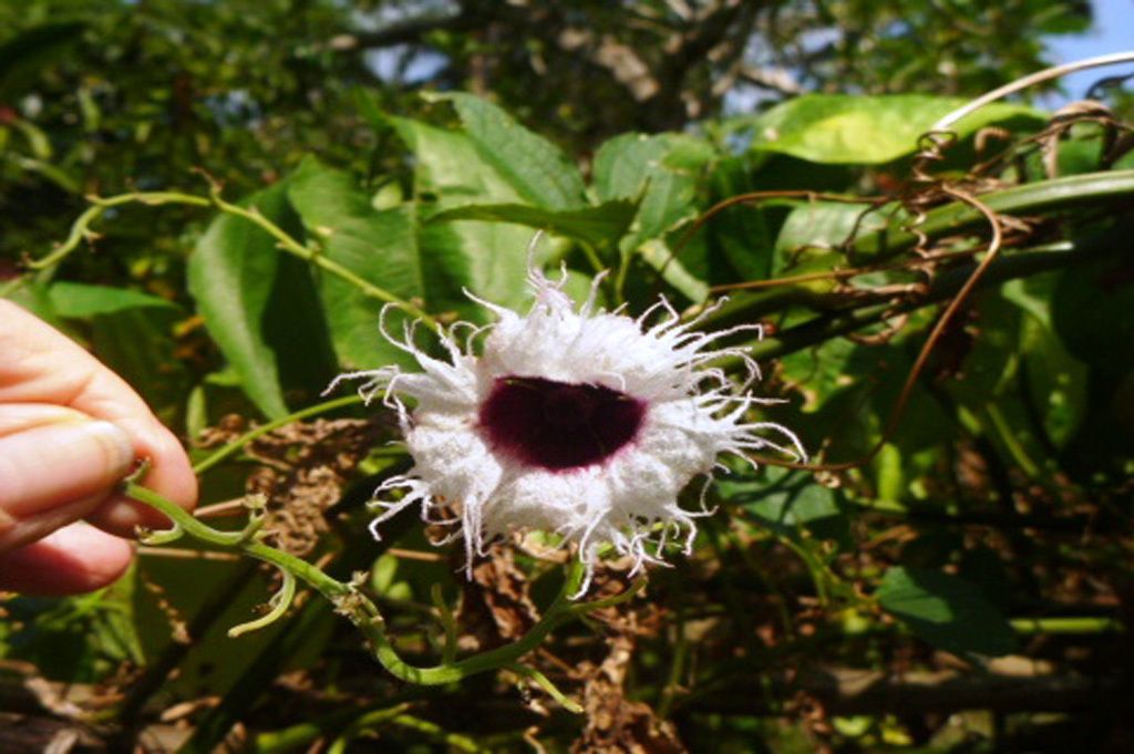 Telfairia occidentalis