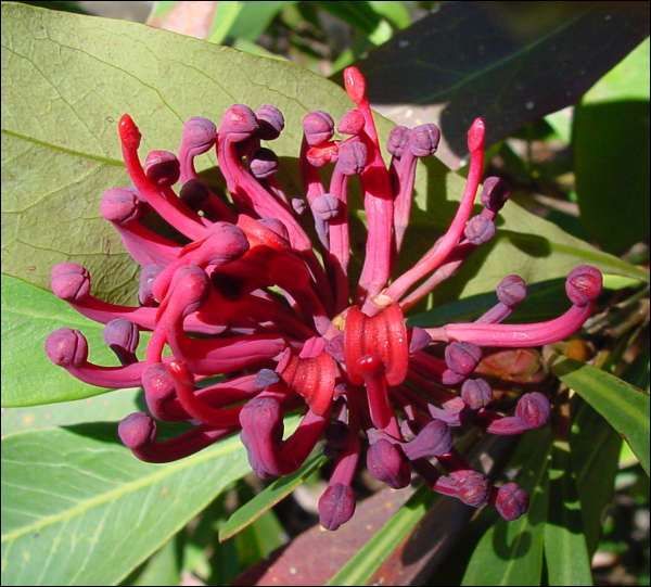 Telopea oreades