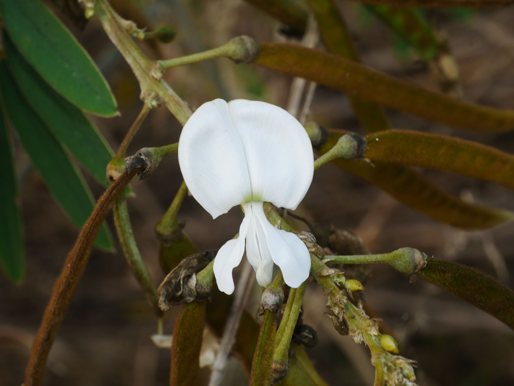 Tephrosia candida