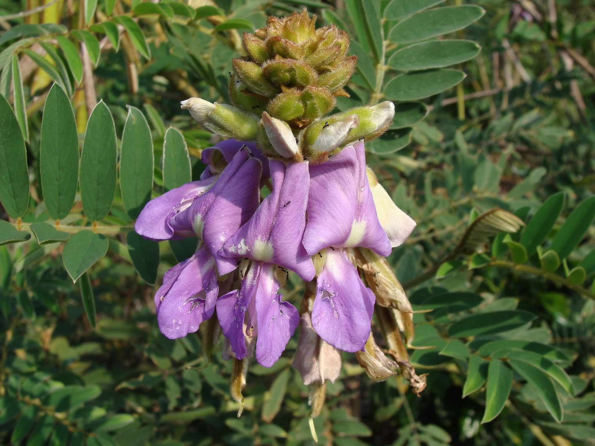Tephrosia vogelii