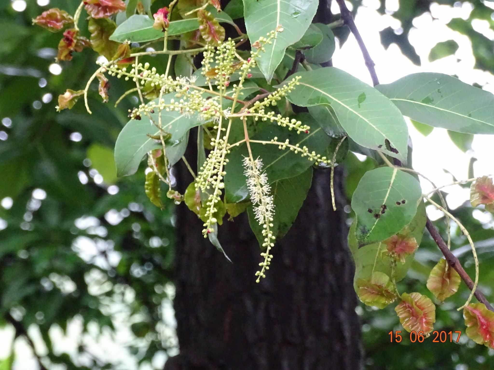 Terminalia alata