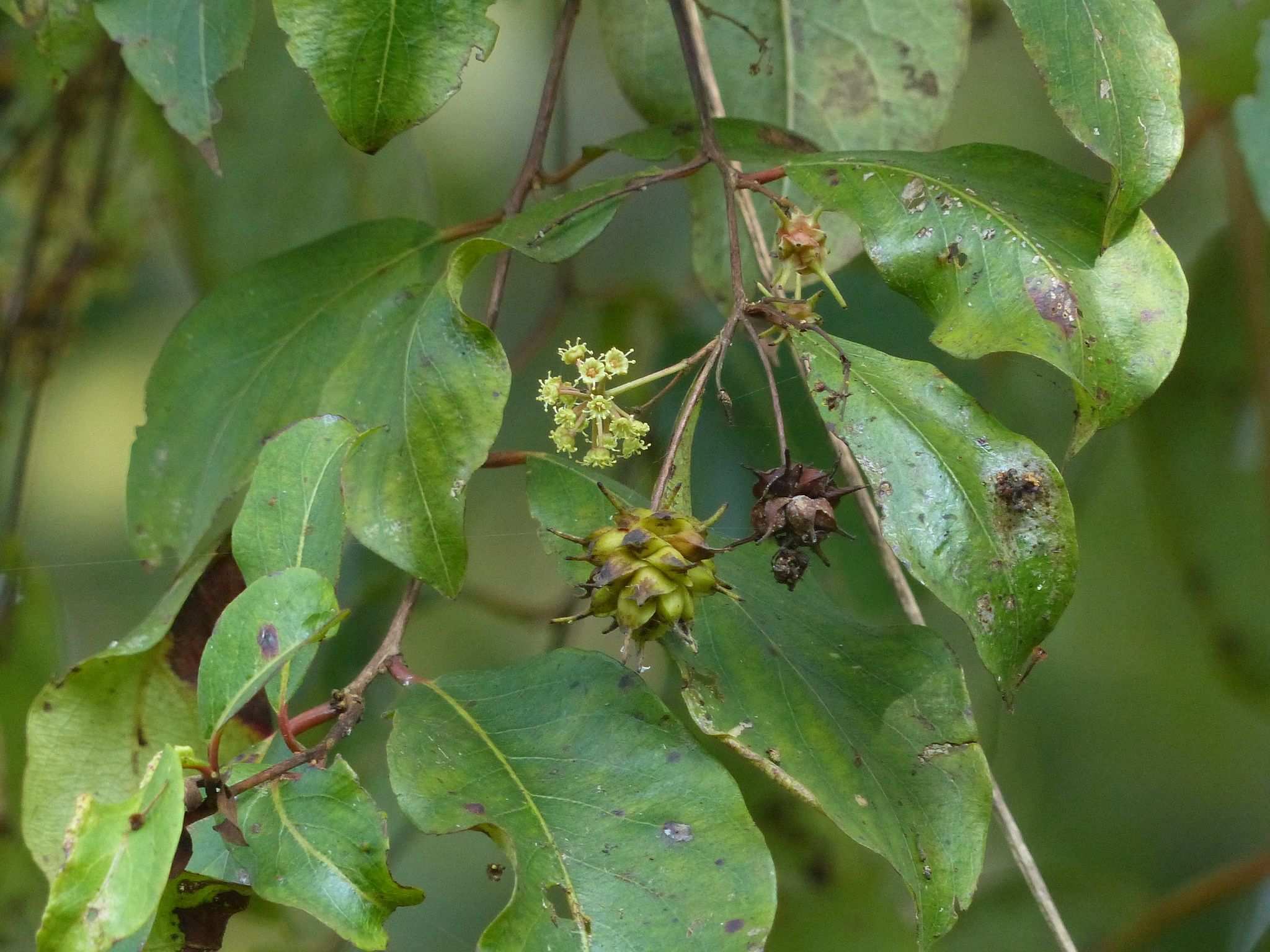 Terminalia anogeissiana