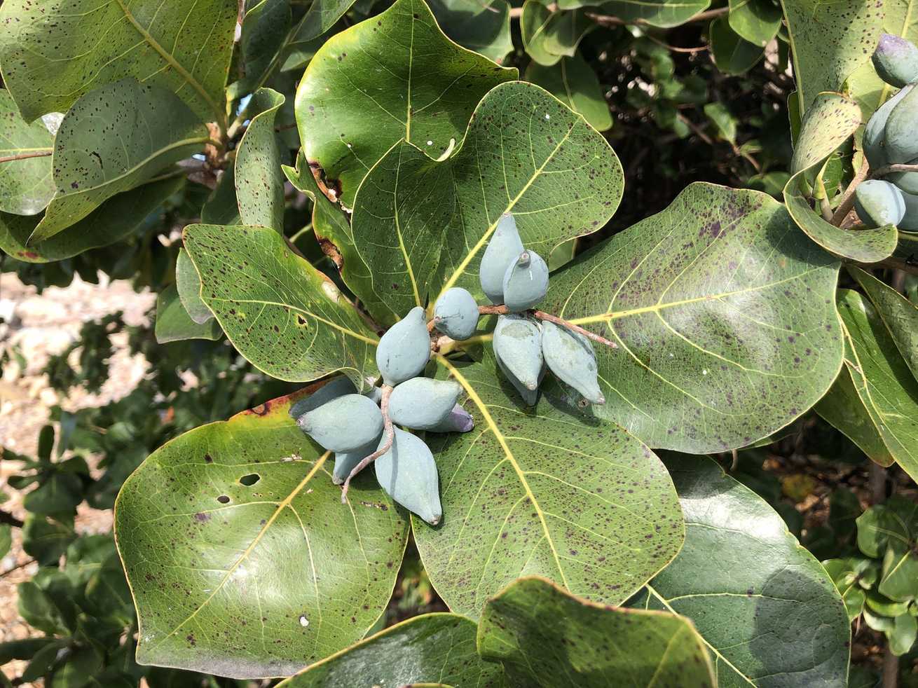 Terminalia arenicola