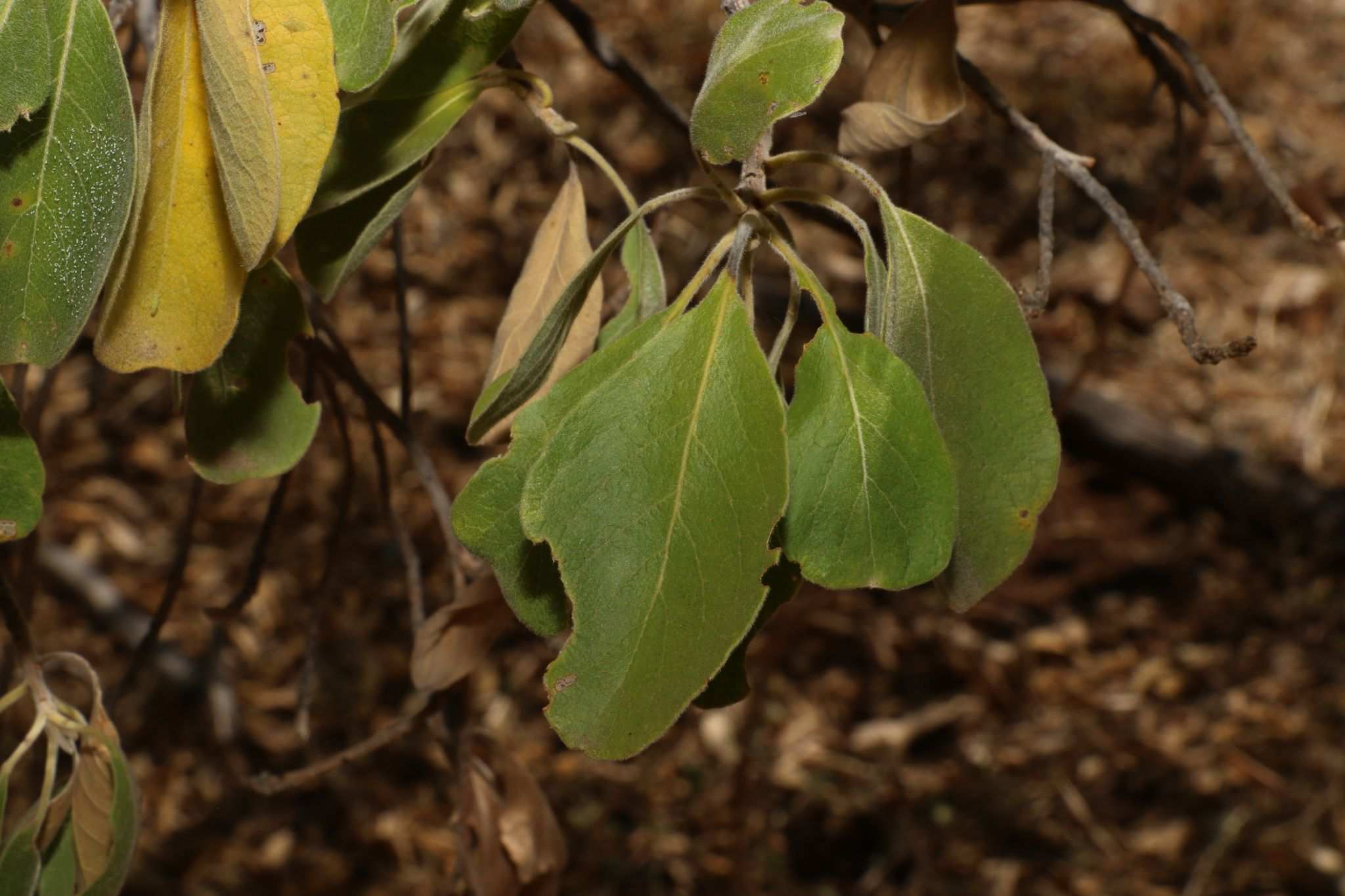Terminalia aridicola