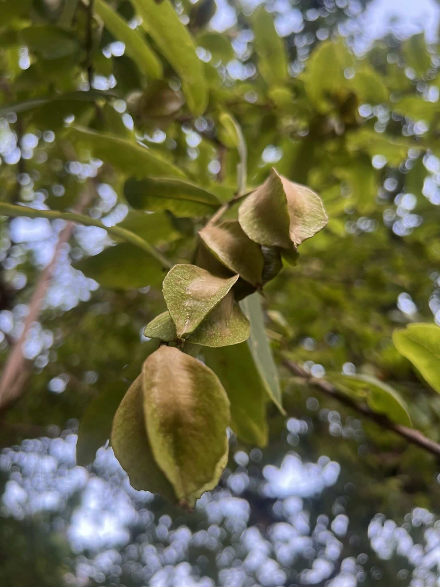 Terminalia arjuna
